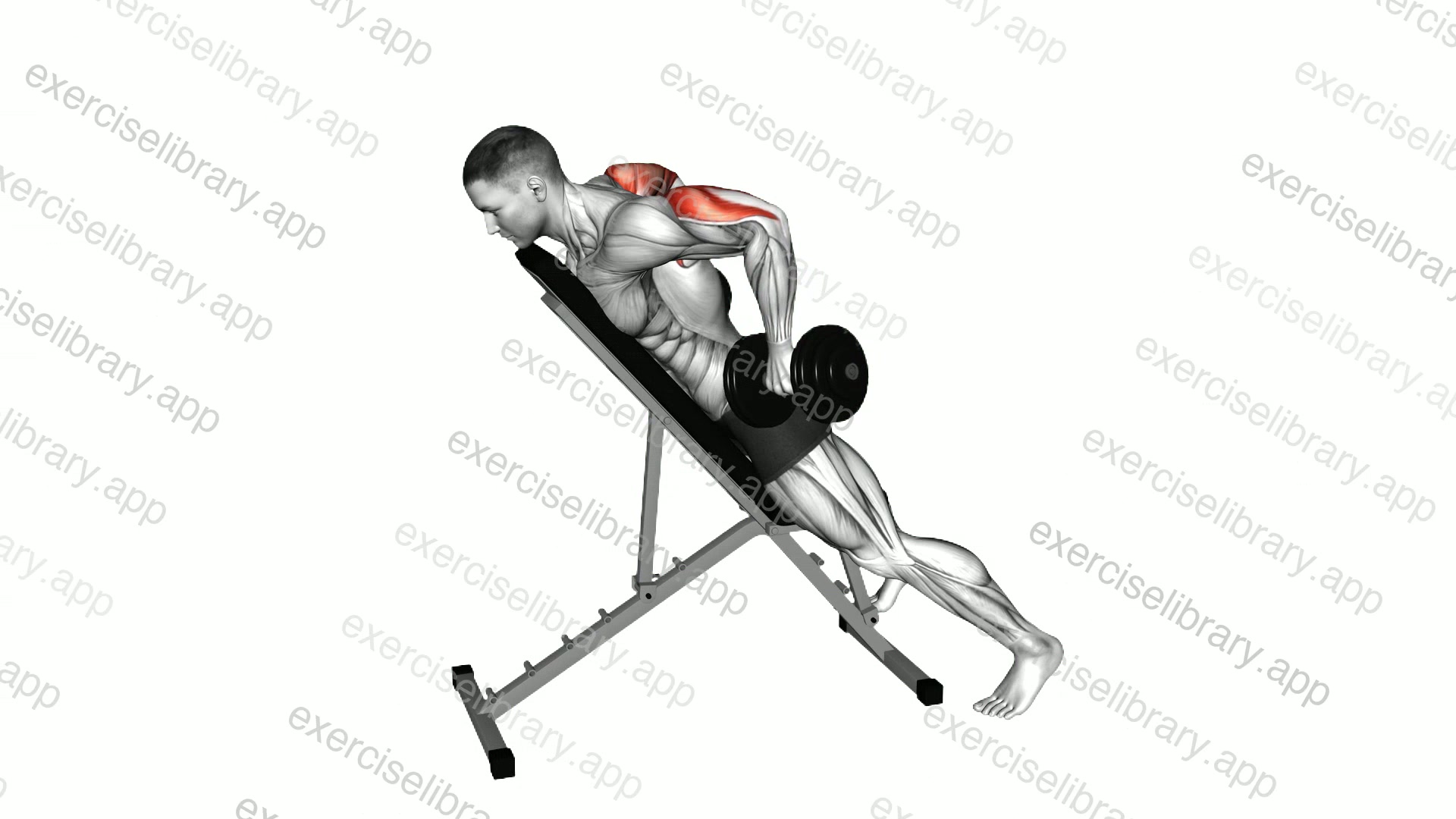 Dumbbell Prone Triceps Kickback demonstration