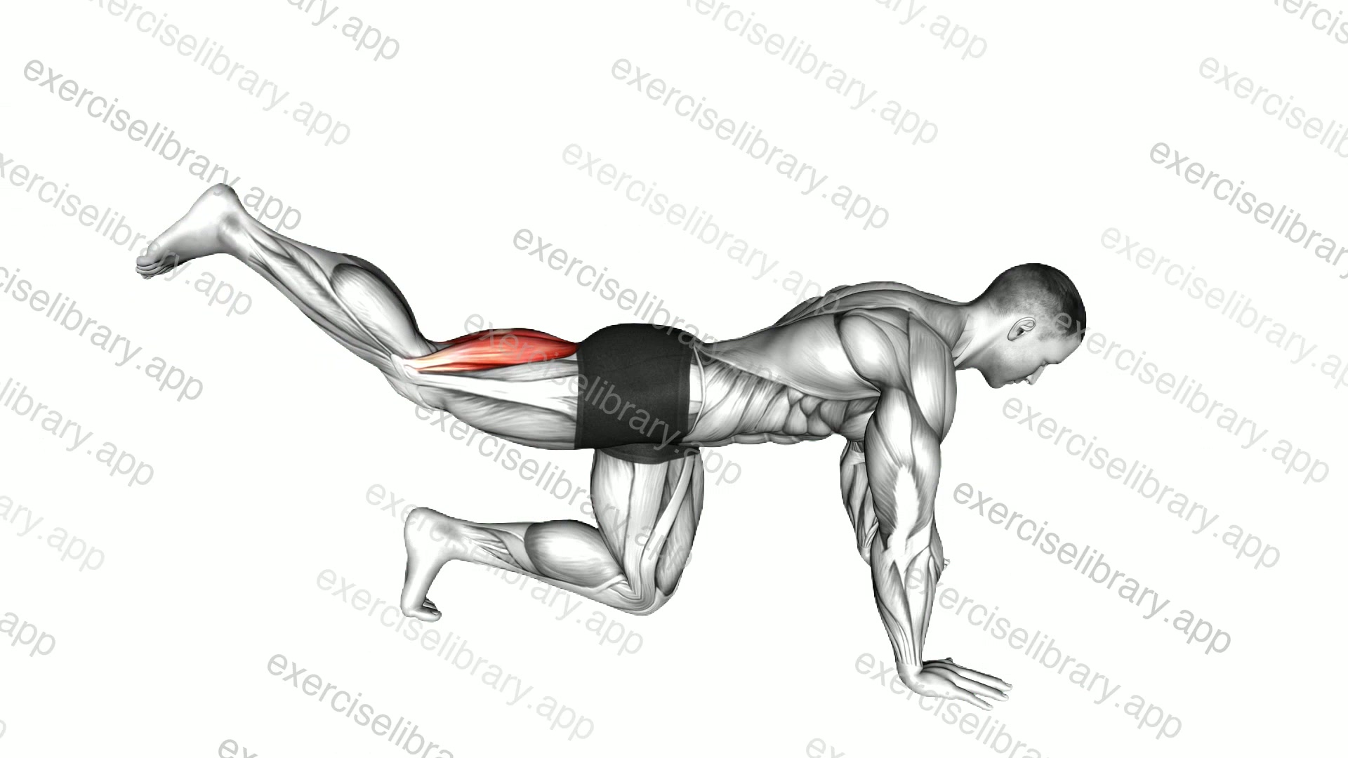 Quadruped Leg Curl demonstration