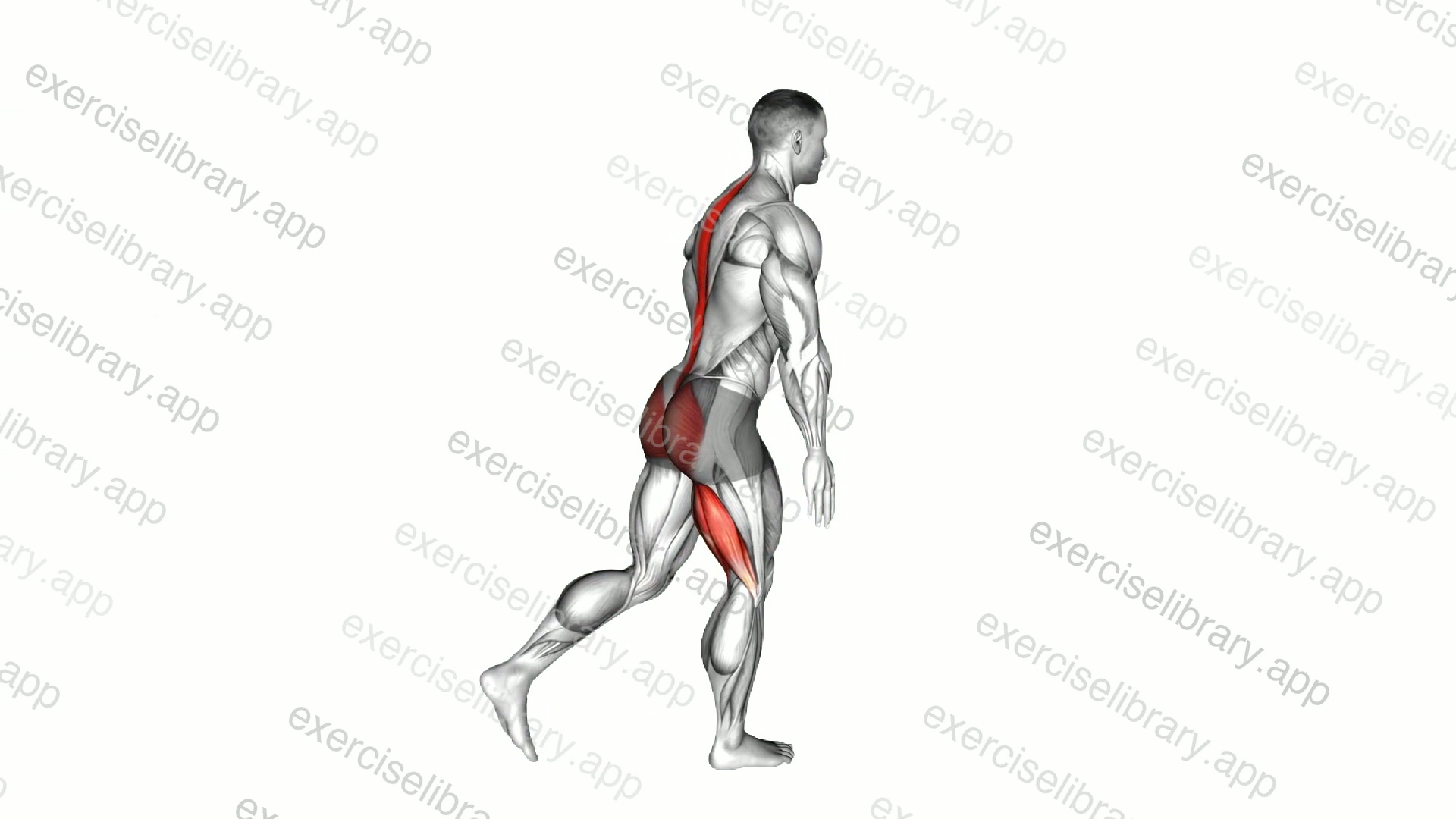 Bodyweight Single Leg RDL demonstration