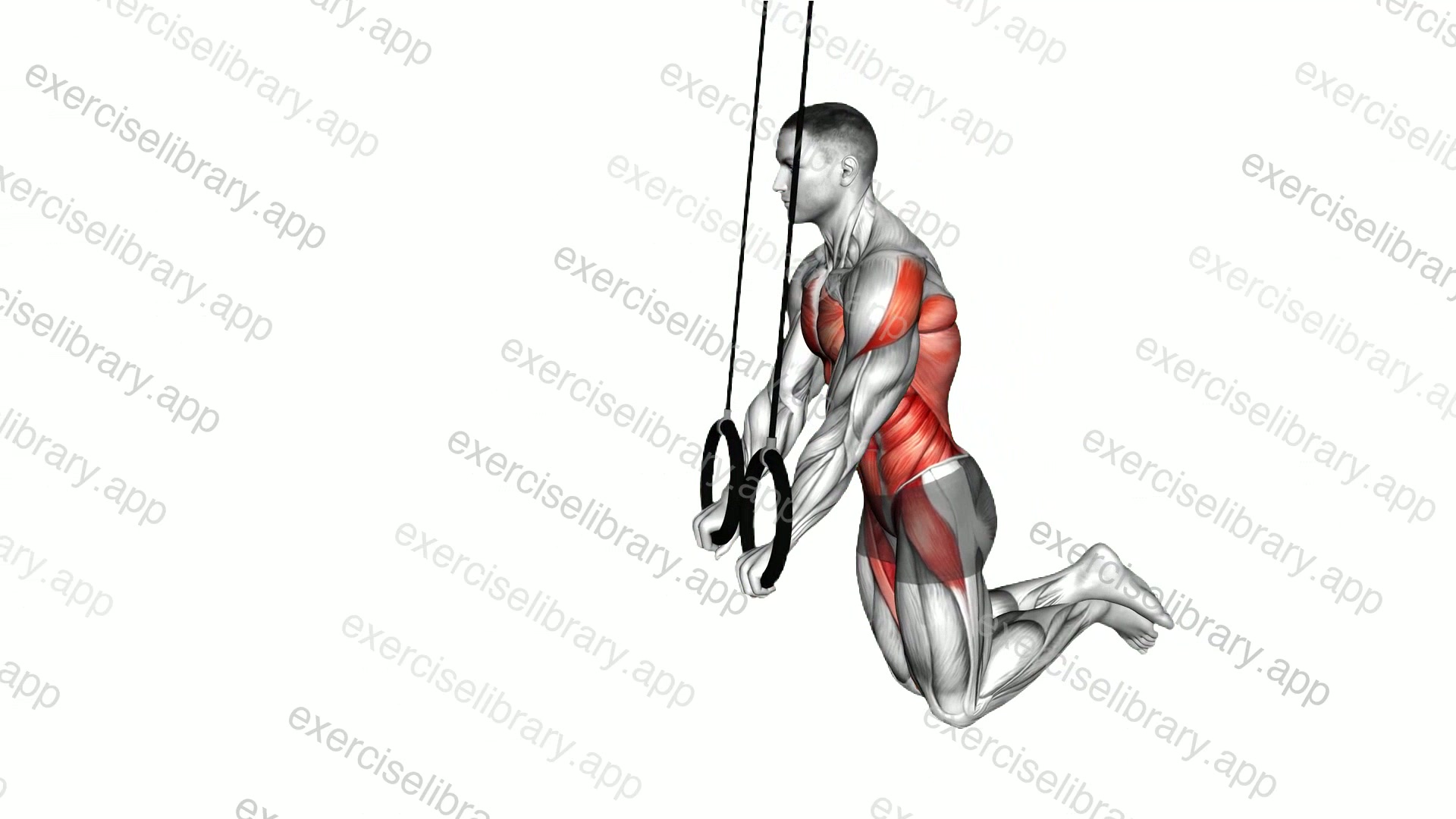 Ring Kneeling Ab RollOut demonstration