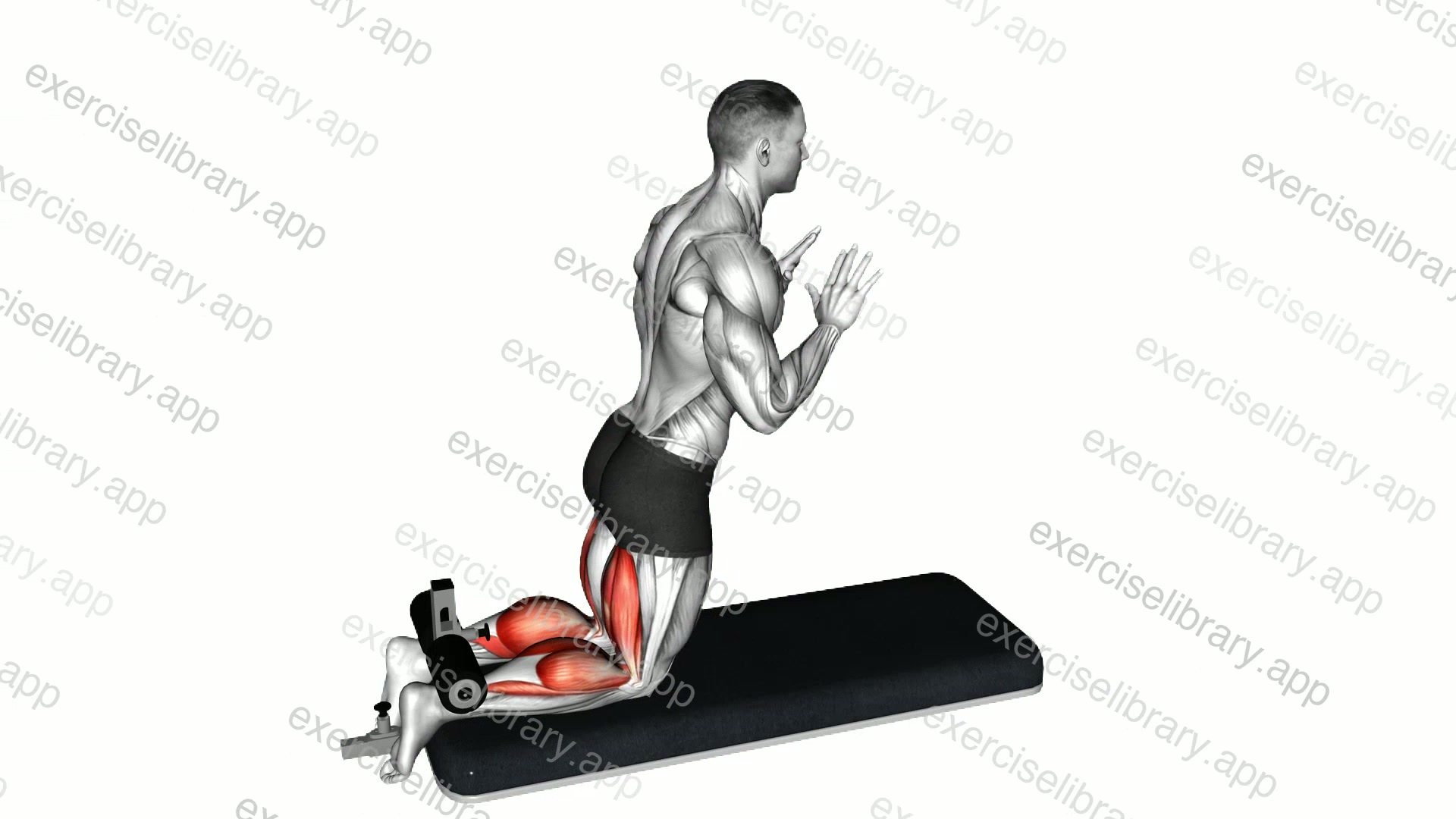 Inverse Leg Curl with Bench Pads demonstration