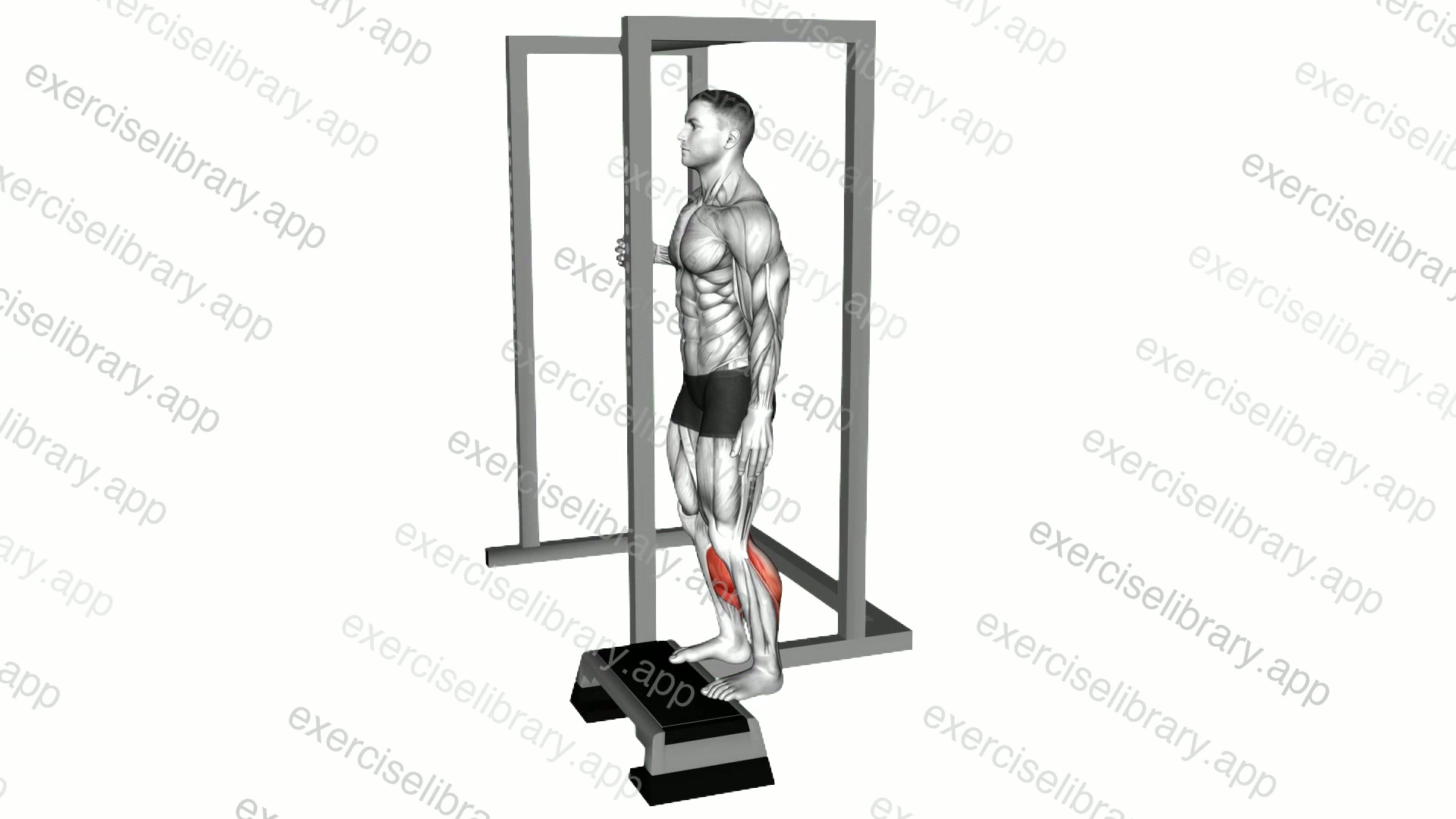 Elevated Standing Calf Raise demonstration