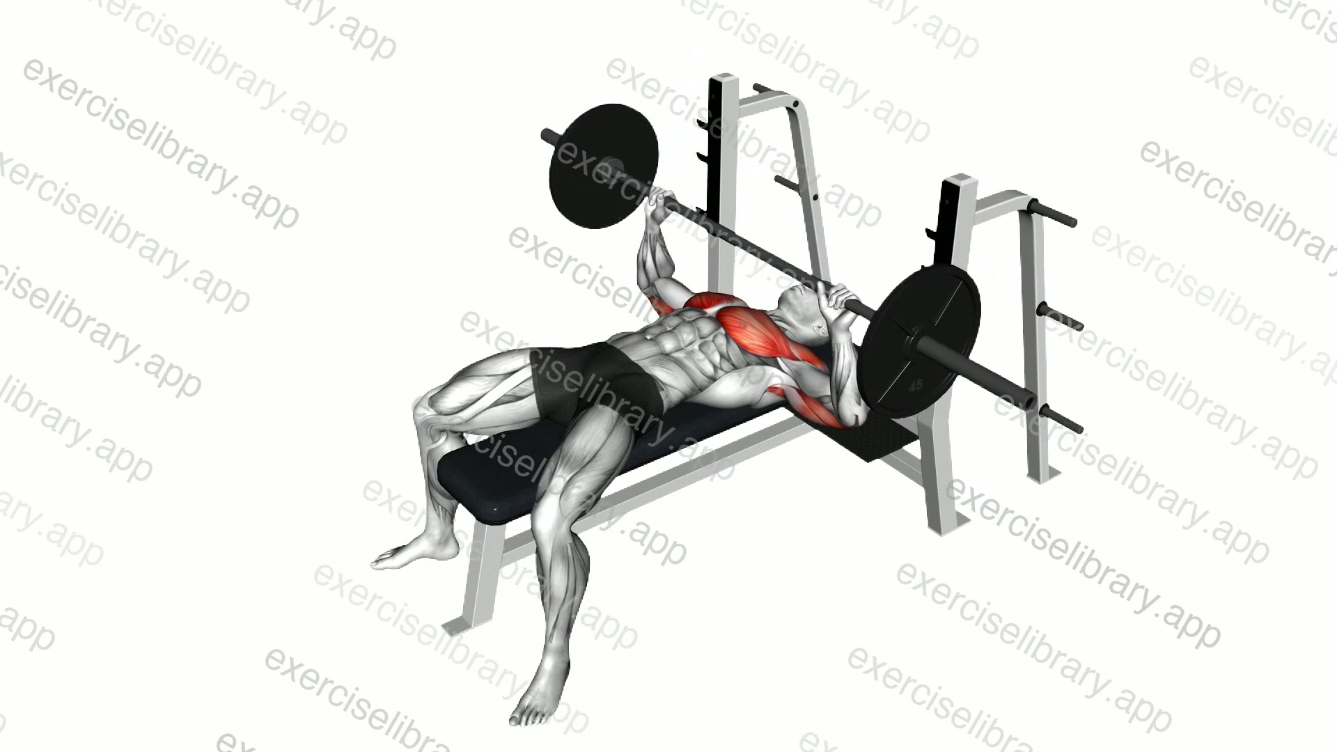 Barbell Pause Bench Press demonstration