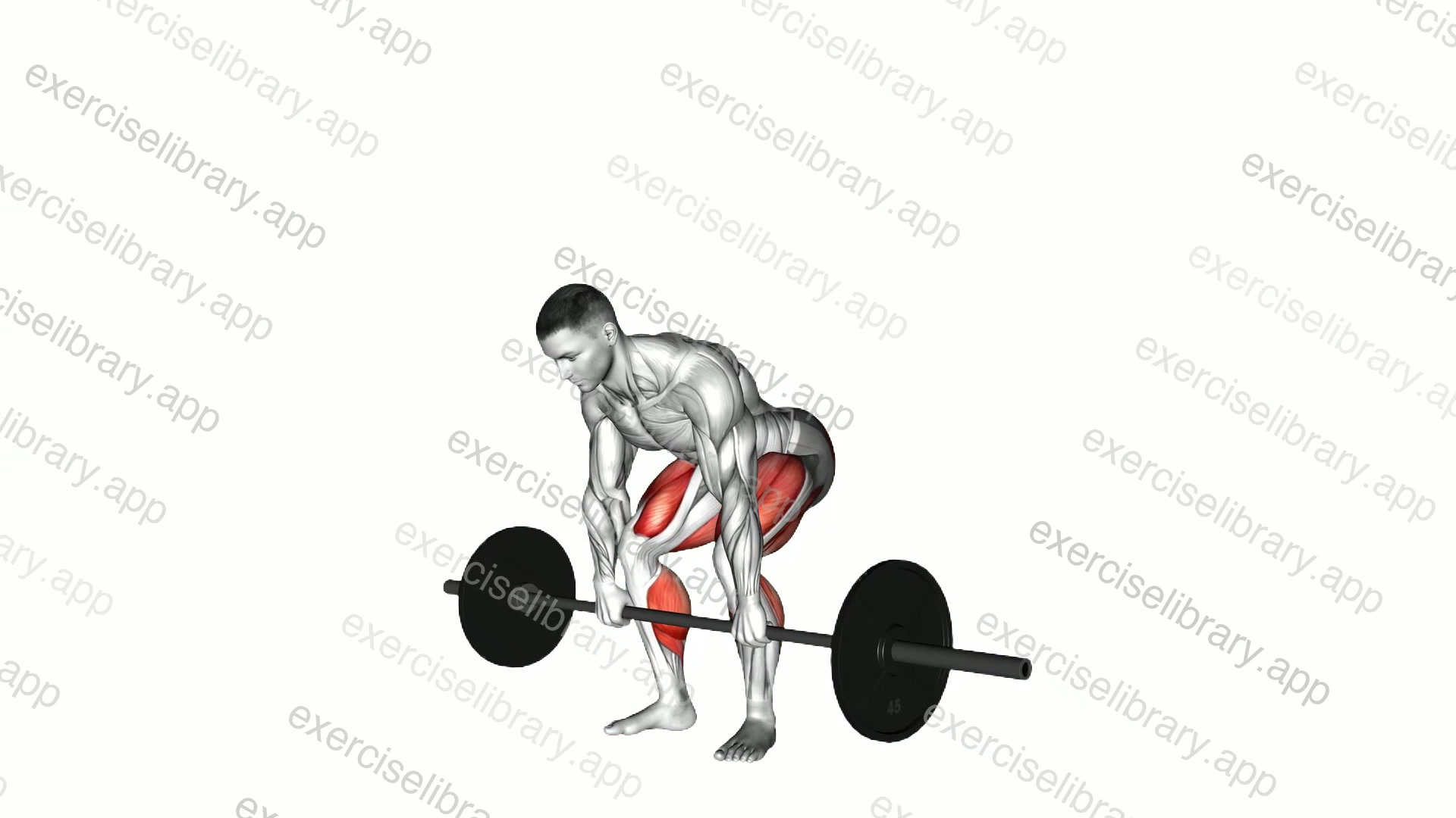 Barbell Pause Deadlift demonstration