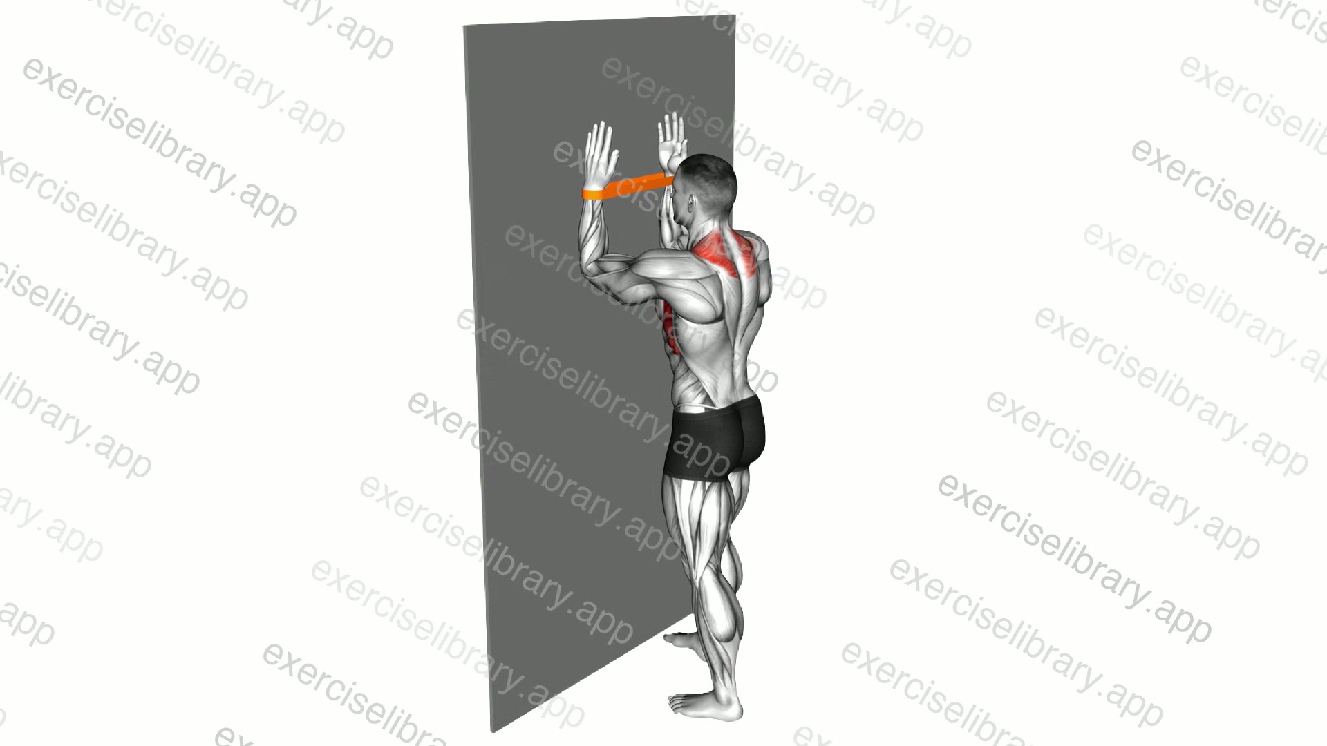 Resistance Band Serratus Wall Slide demonstration