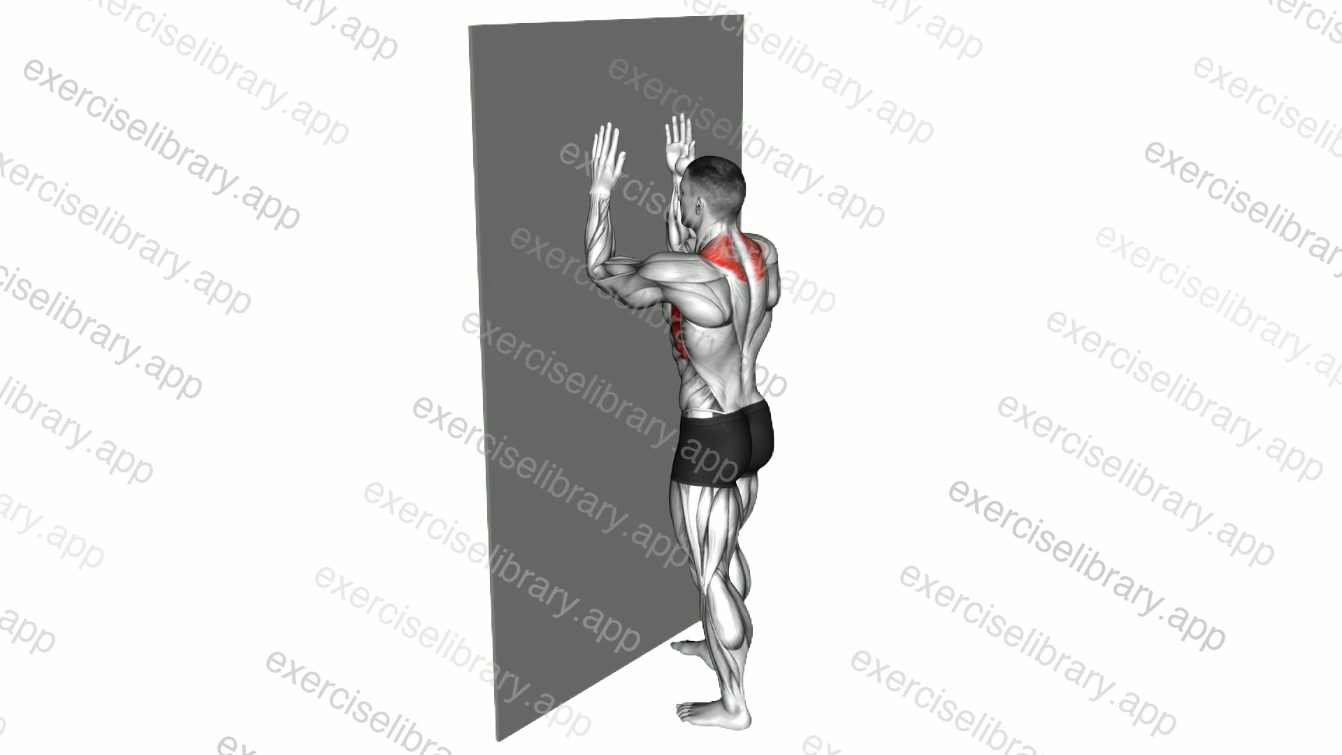 Serratus Wall Slide demonstration