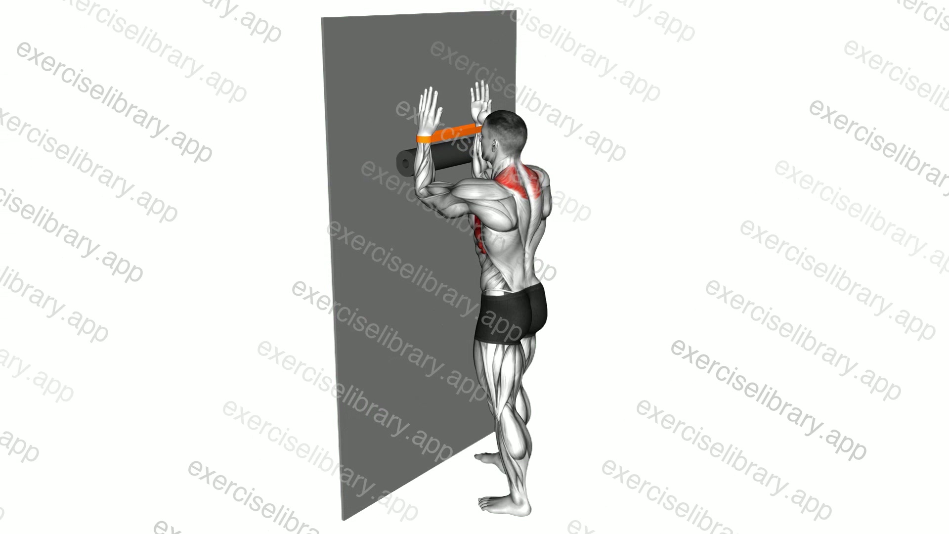 Resistance Band Serratus Wall Slide with Foam Roll demonstration