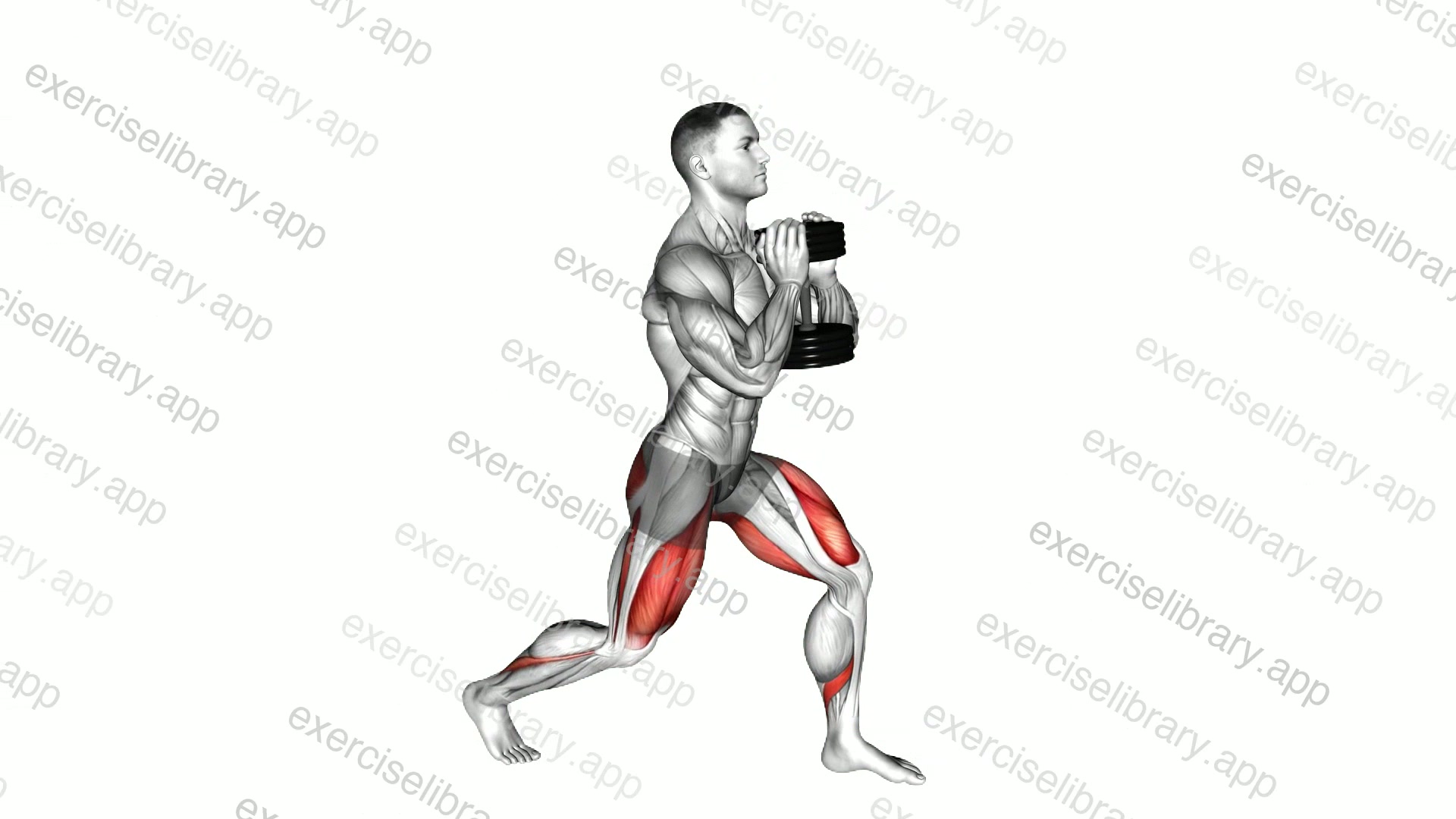 Dumbbell Goblet Split Squat demonstration