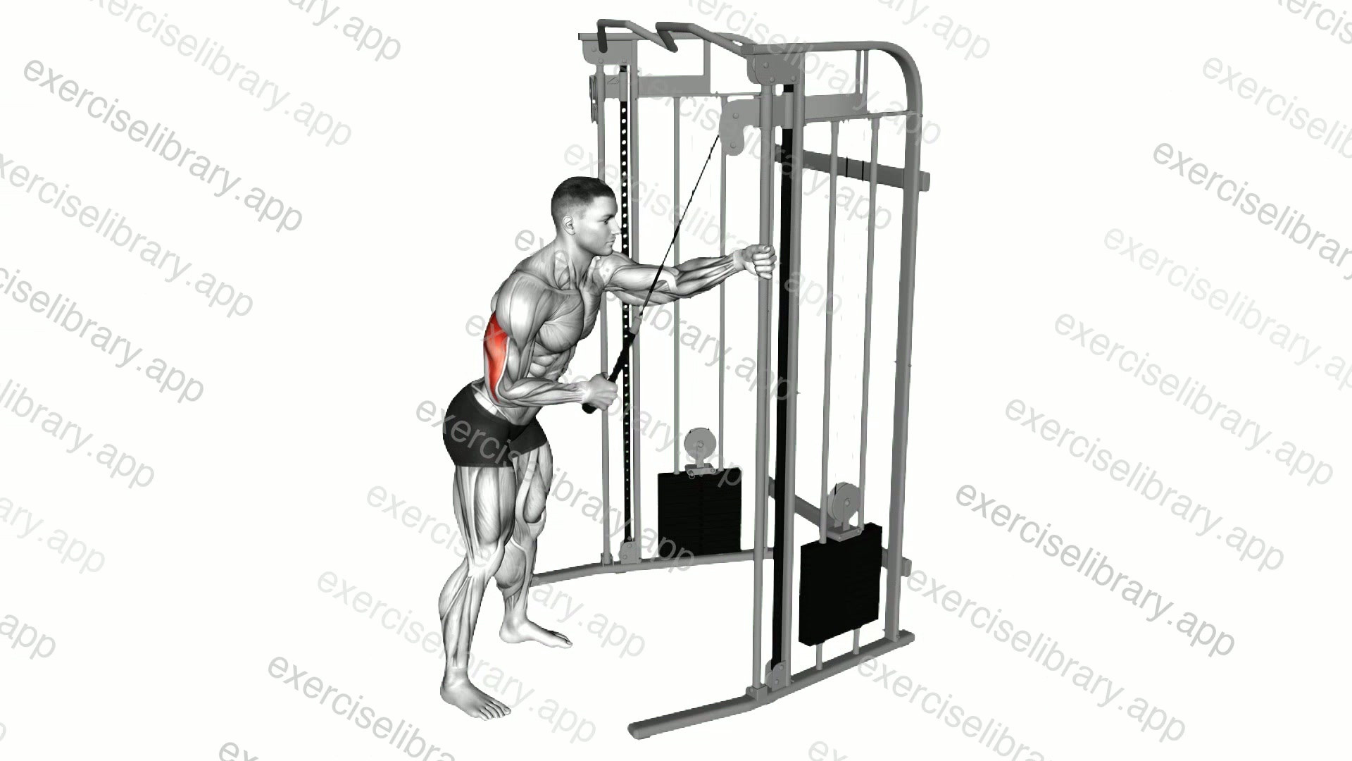 Cable Single Arm Triceps Pushdown demonstration