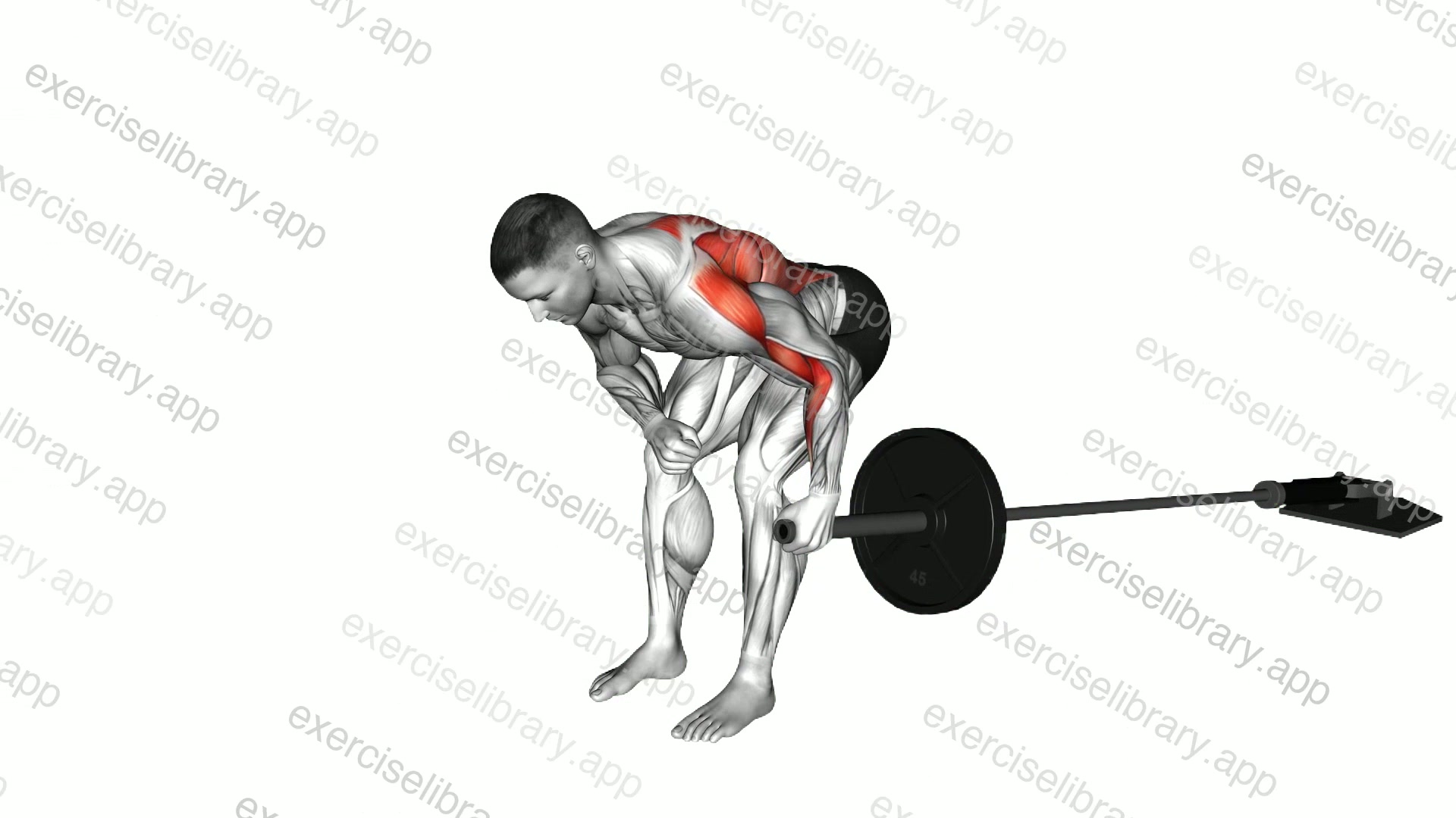 Landmine One Arm Bent Over Row demonstration