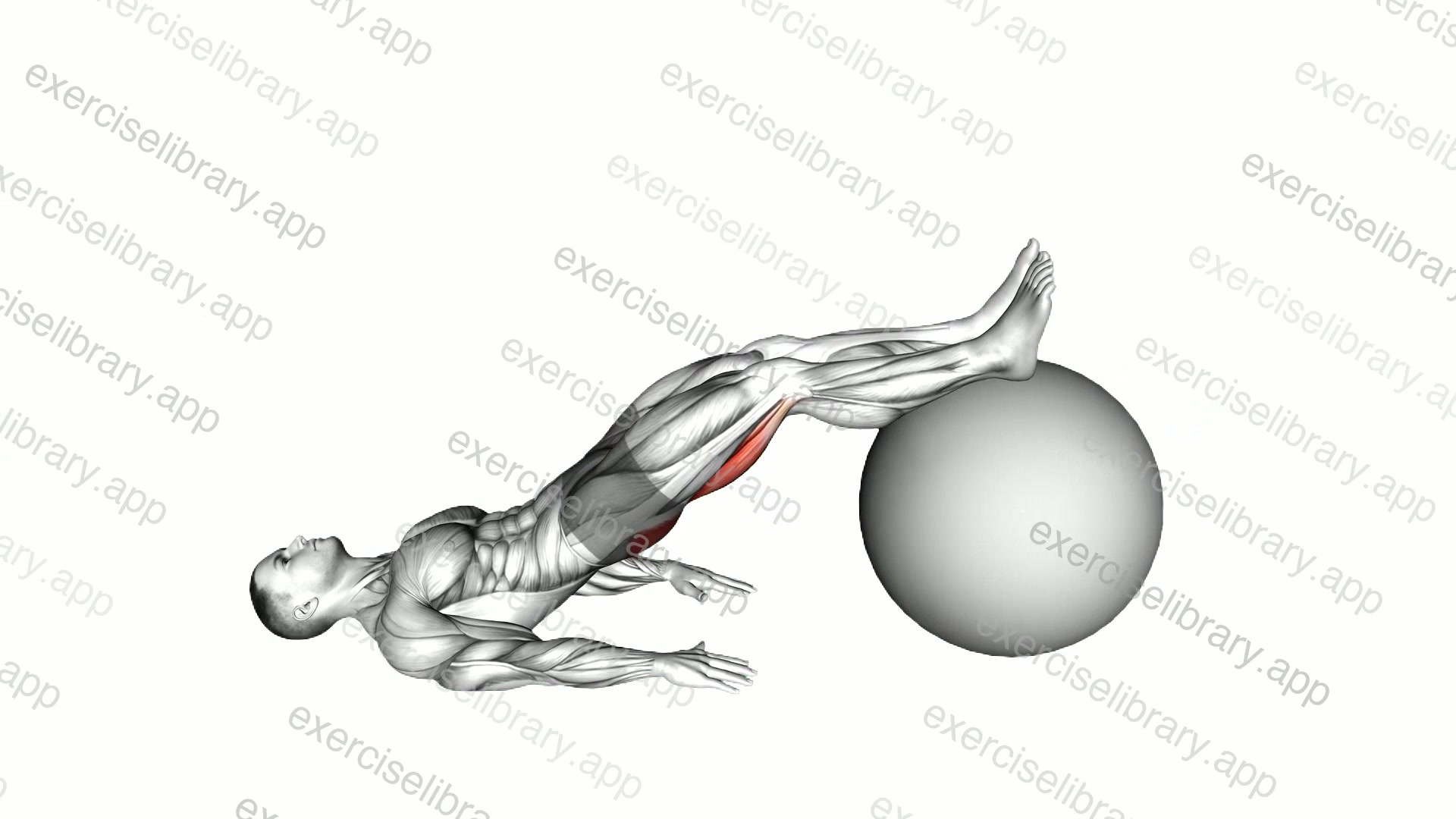 Exercise Ball Leg Curl demonstration