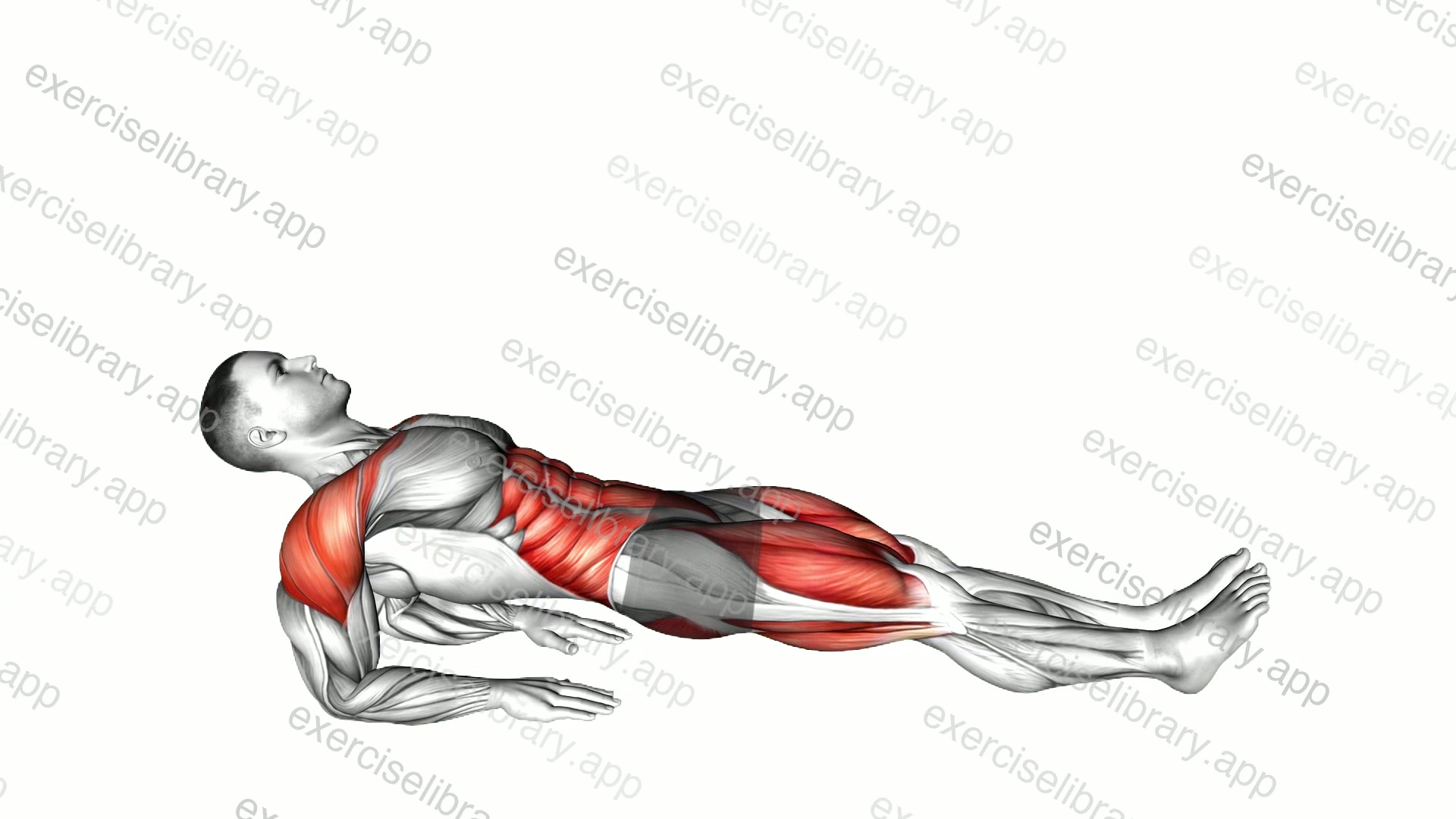 Reverse Plank on Elbows demonstration