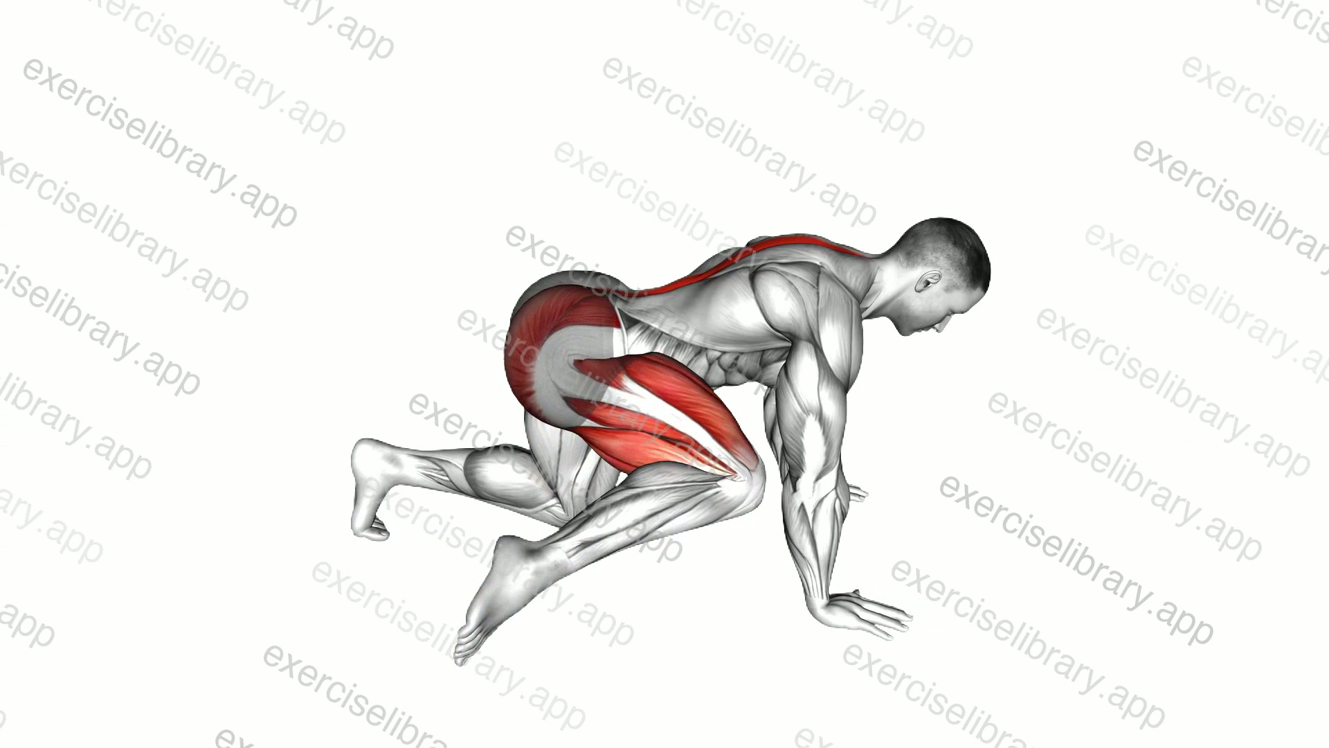 Kneeling Forward Hip Circles demonstration
