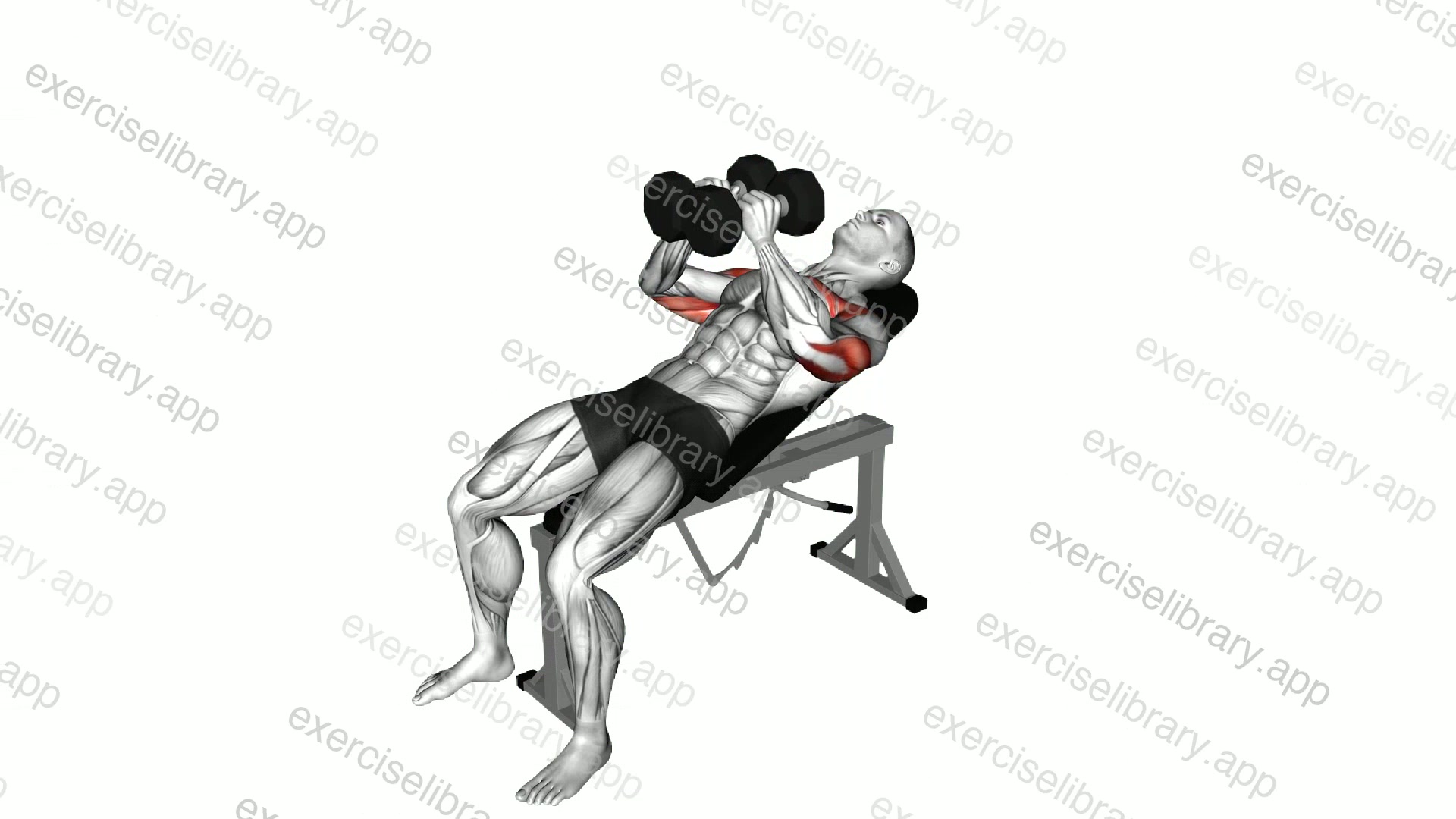 Dumbbell Incline Squeeze Press demonstration