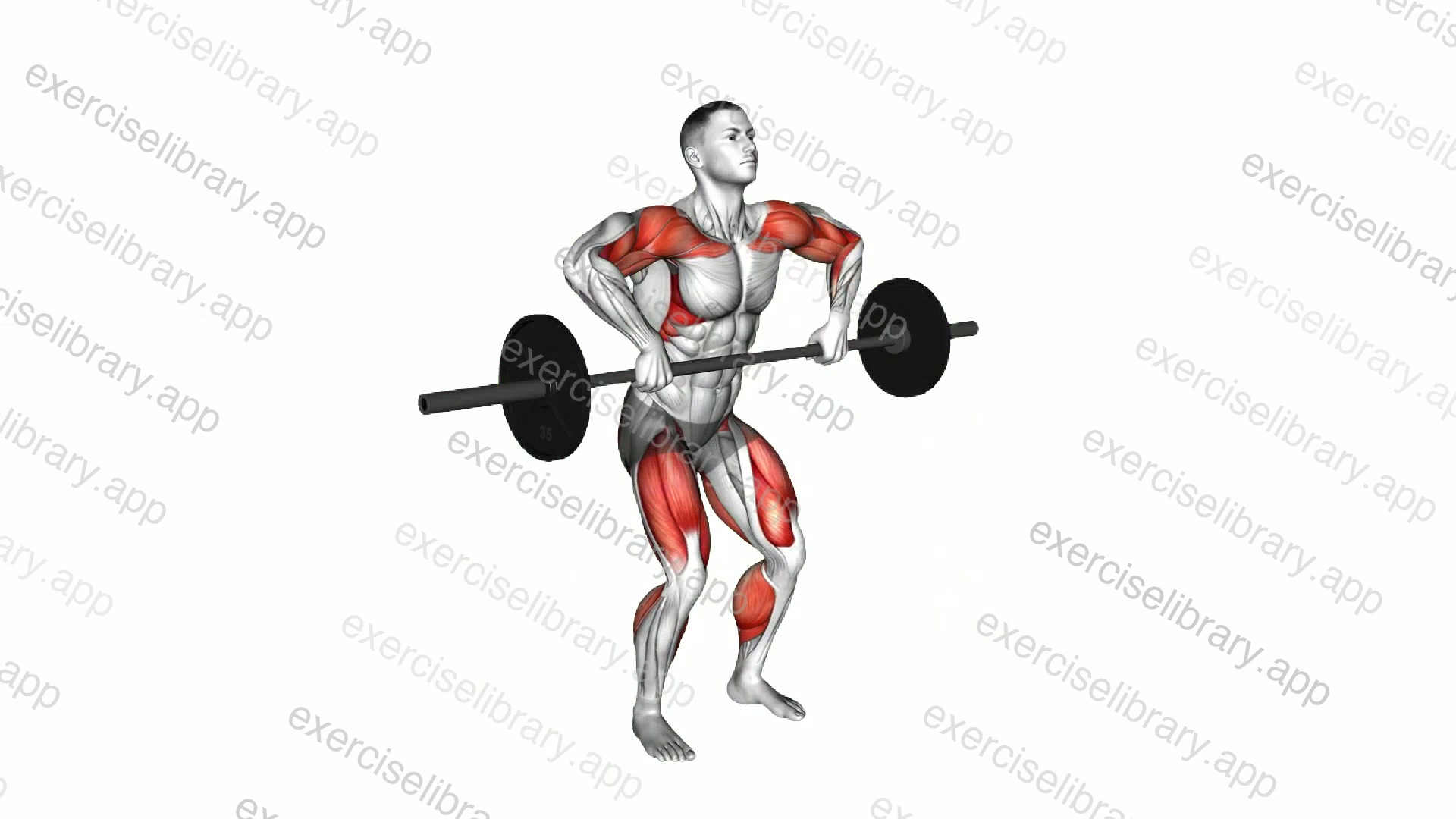 Barbell Muscle Clean demonstration