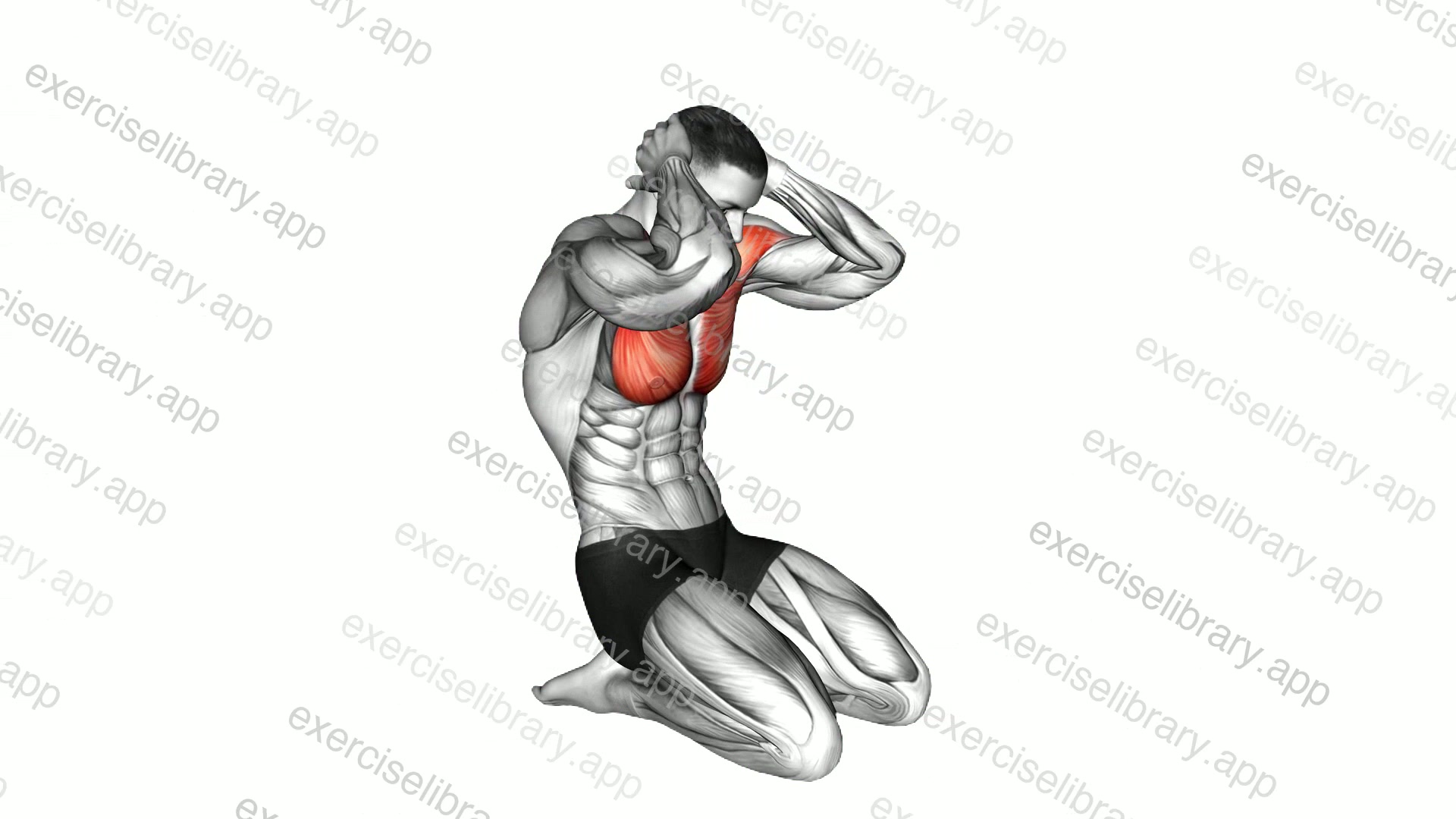 Seated Chest Clam demonstration