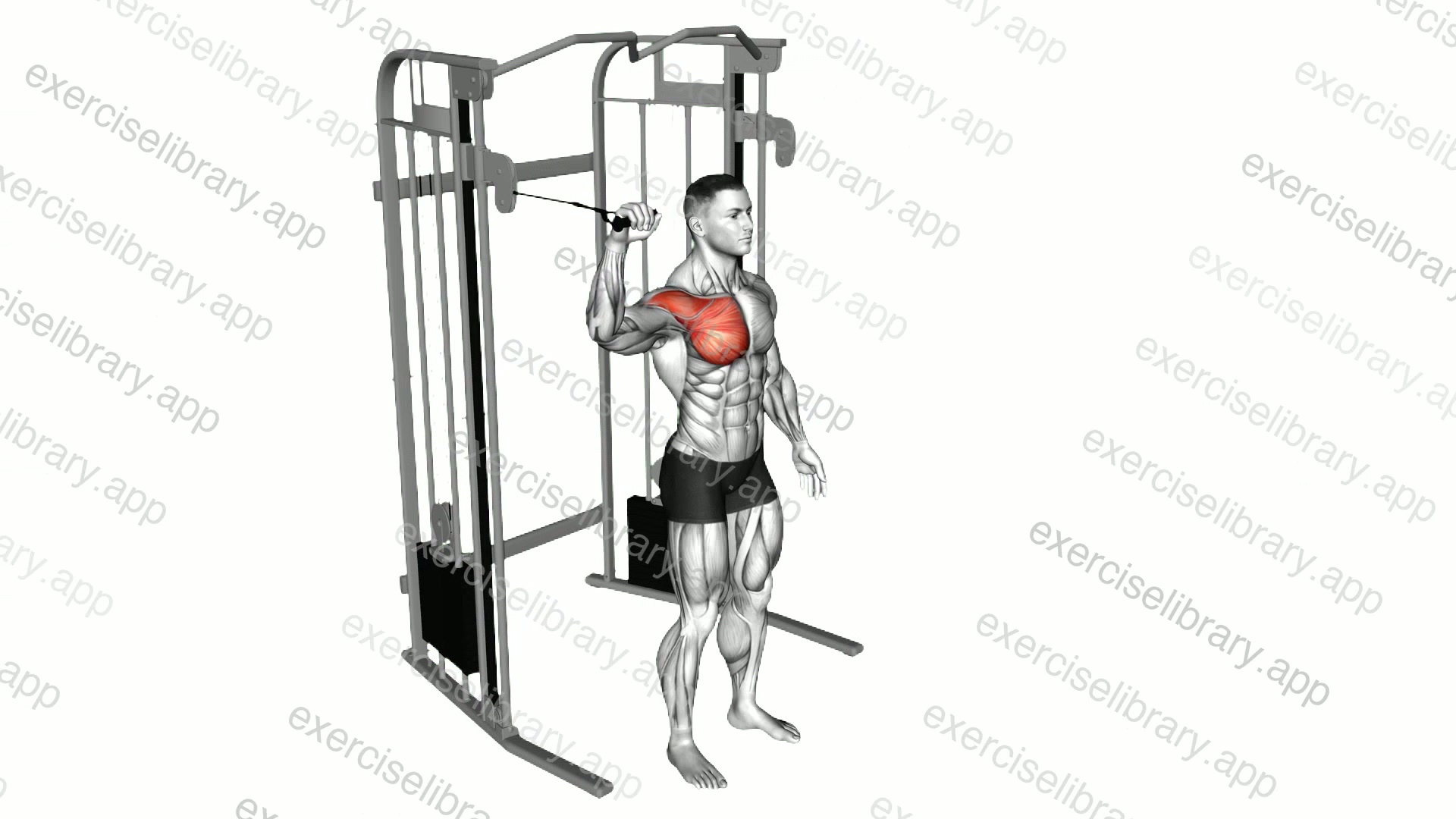 Cable Shoulder 90 degrees Internal Rotation demonstration