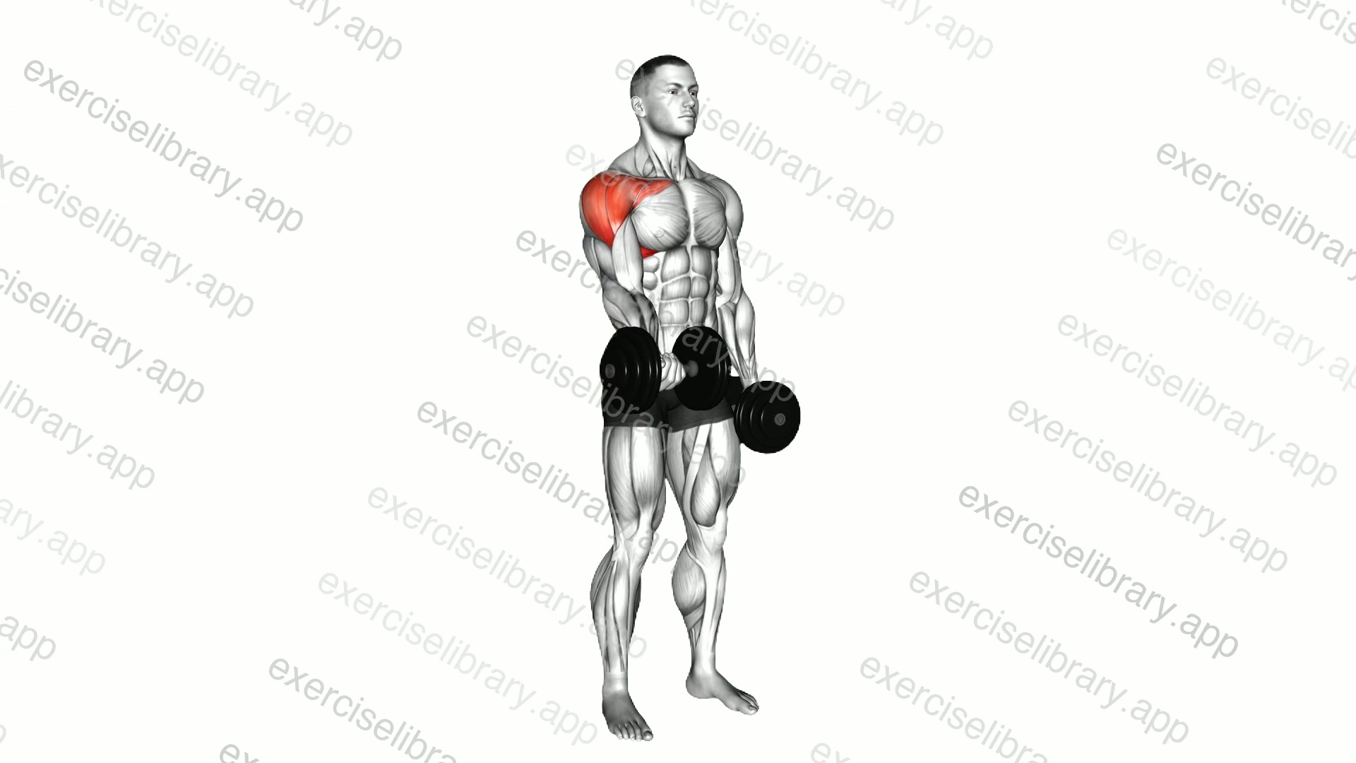 Dumbbell Single Arm Underhand Front Raise demonstration