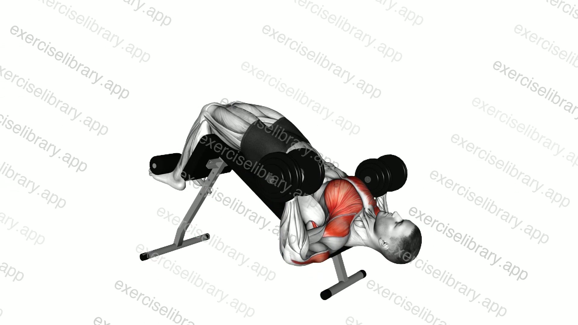 Dumbbell Single Arm Alternate Decline Bench Press demonstration