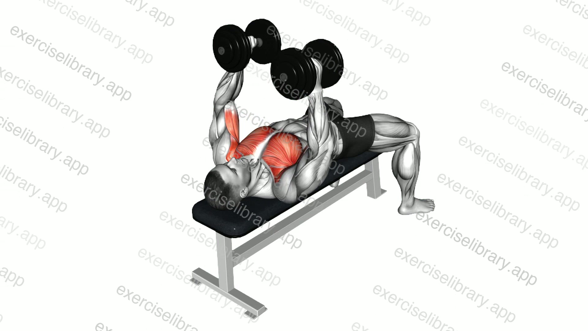 Dumbbell Single Arm Alternate Fly demonstration