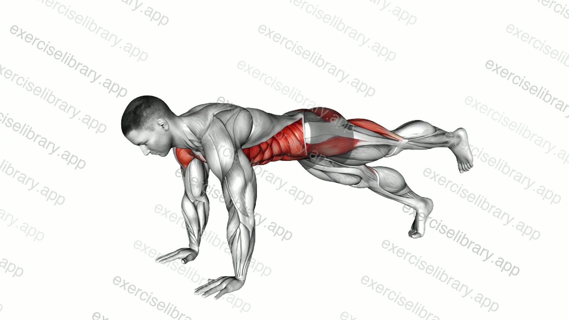 Alternate Single Leg Raise Plank demonstration