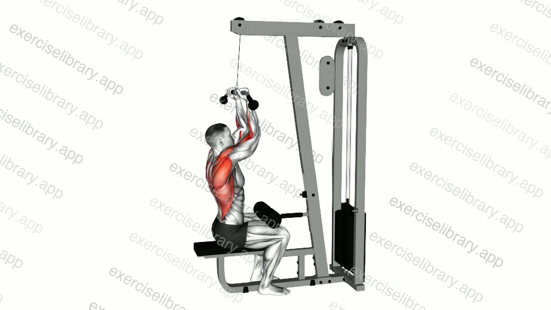 Cable Reverse Grip Pulldown demonstration