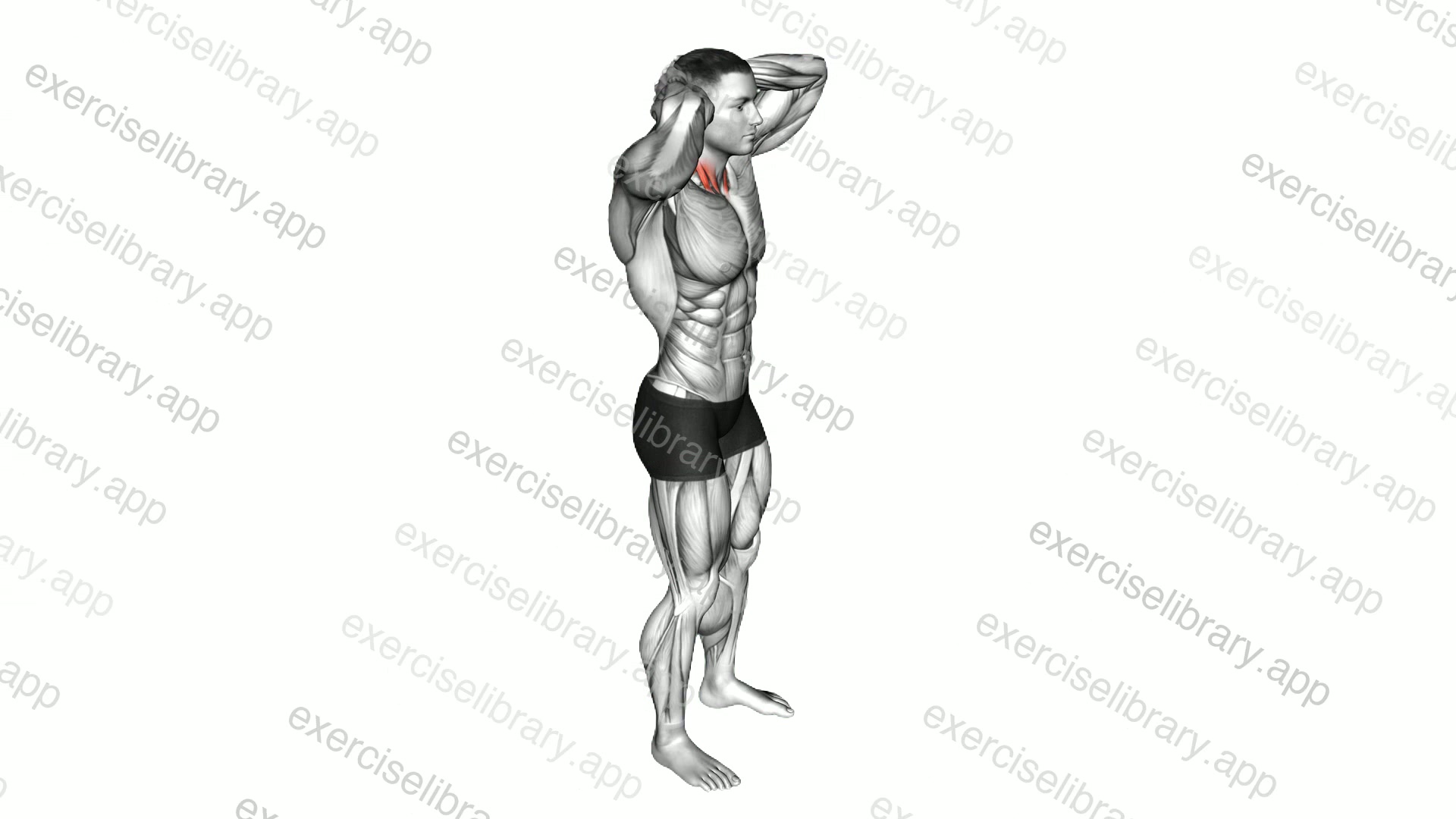 Posterior Neck Isometric demonstration