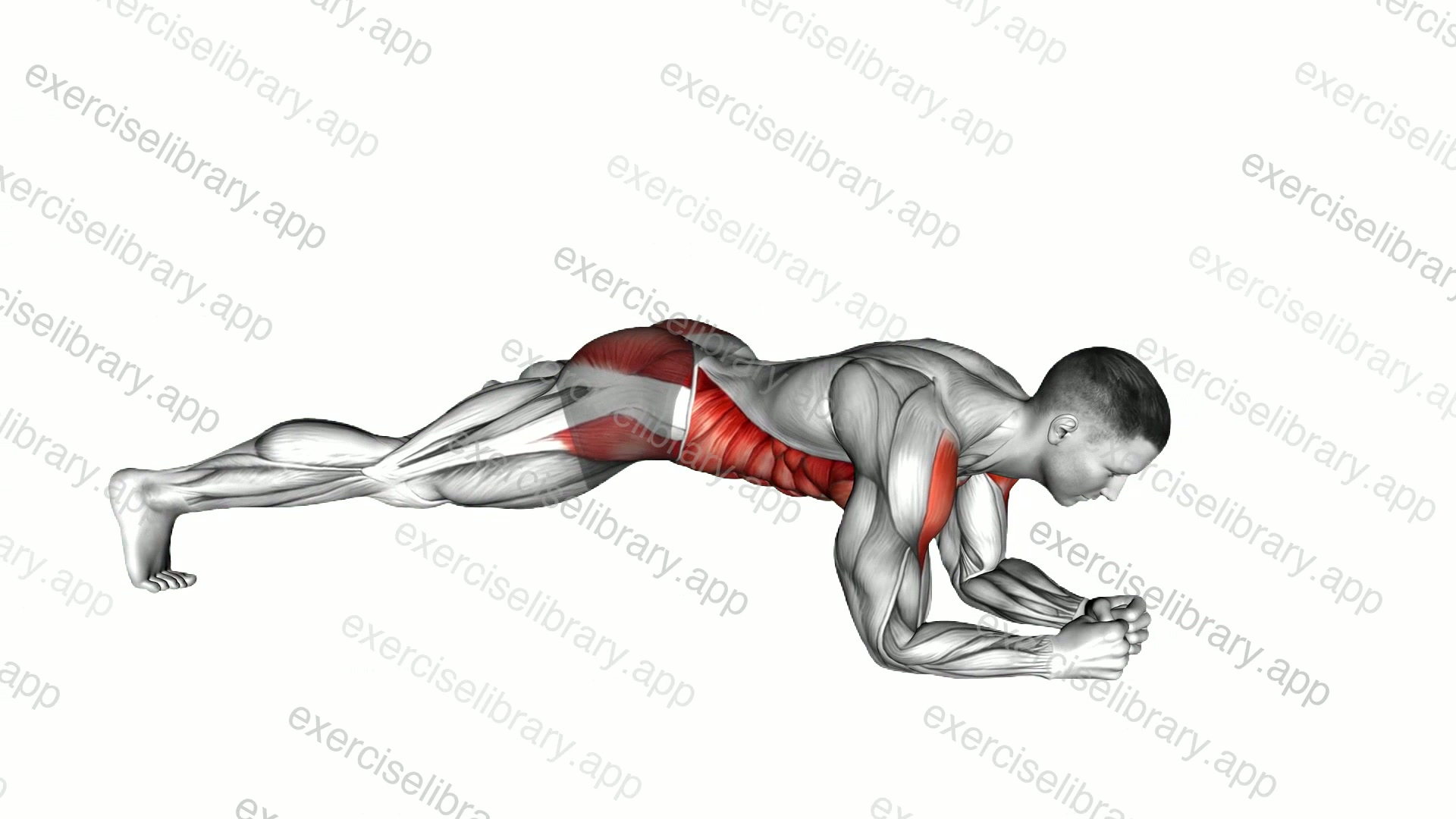 Plank Jack on Elbows demonstration