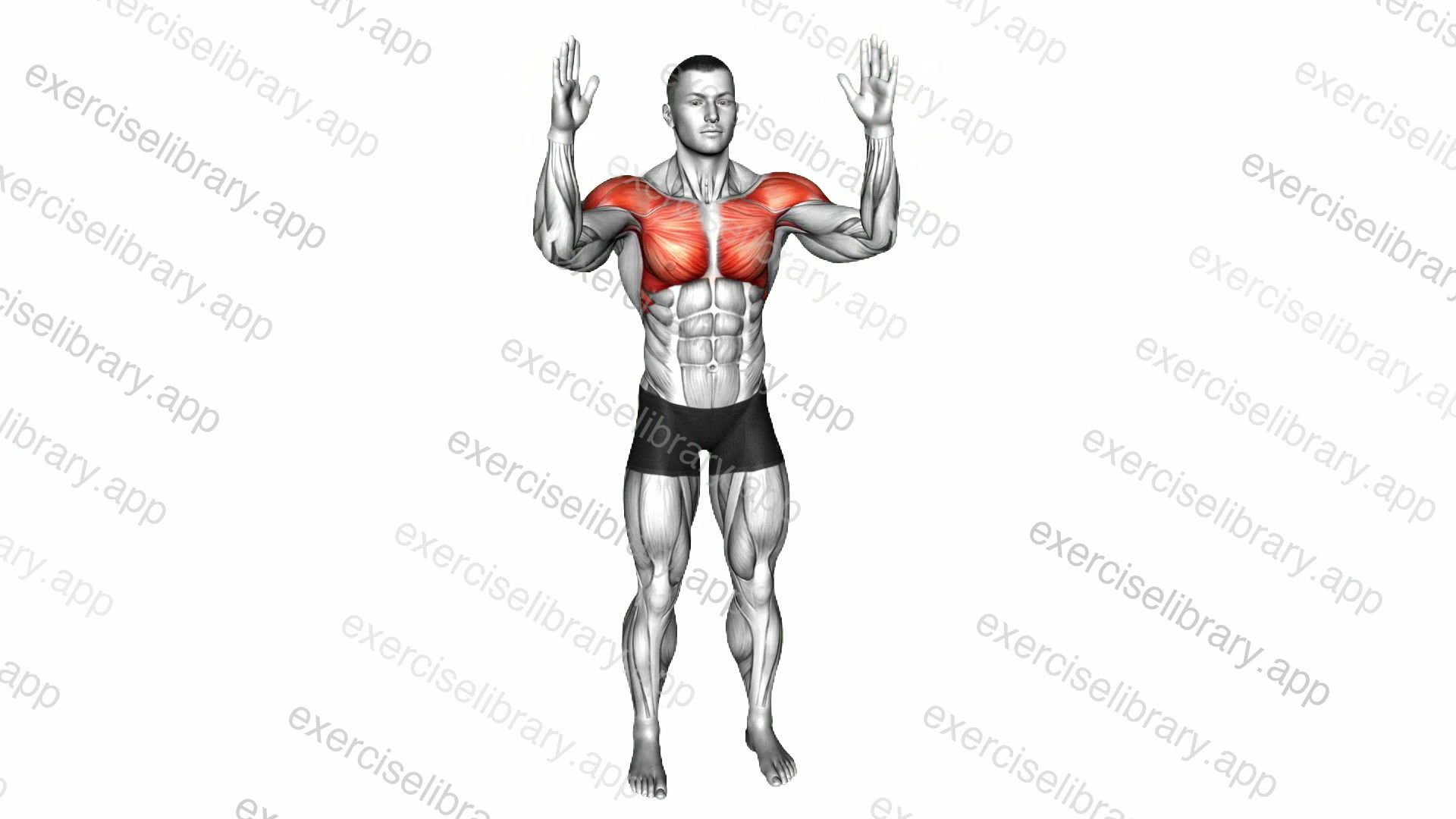 Bodyweight Standing Fly demonstration