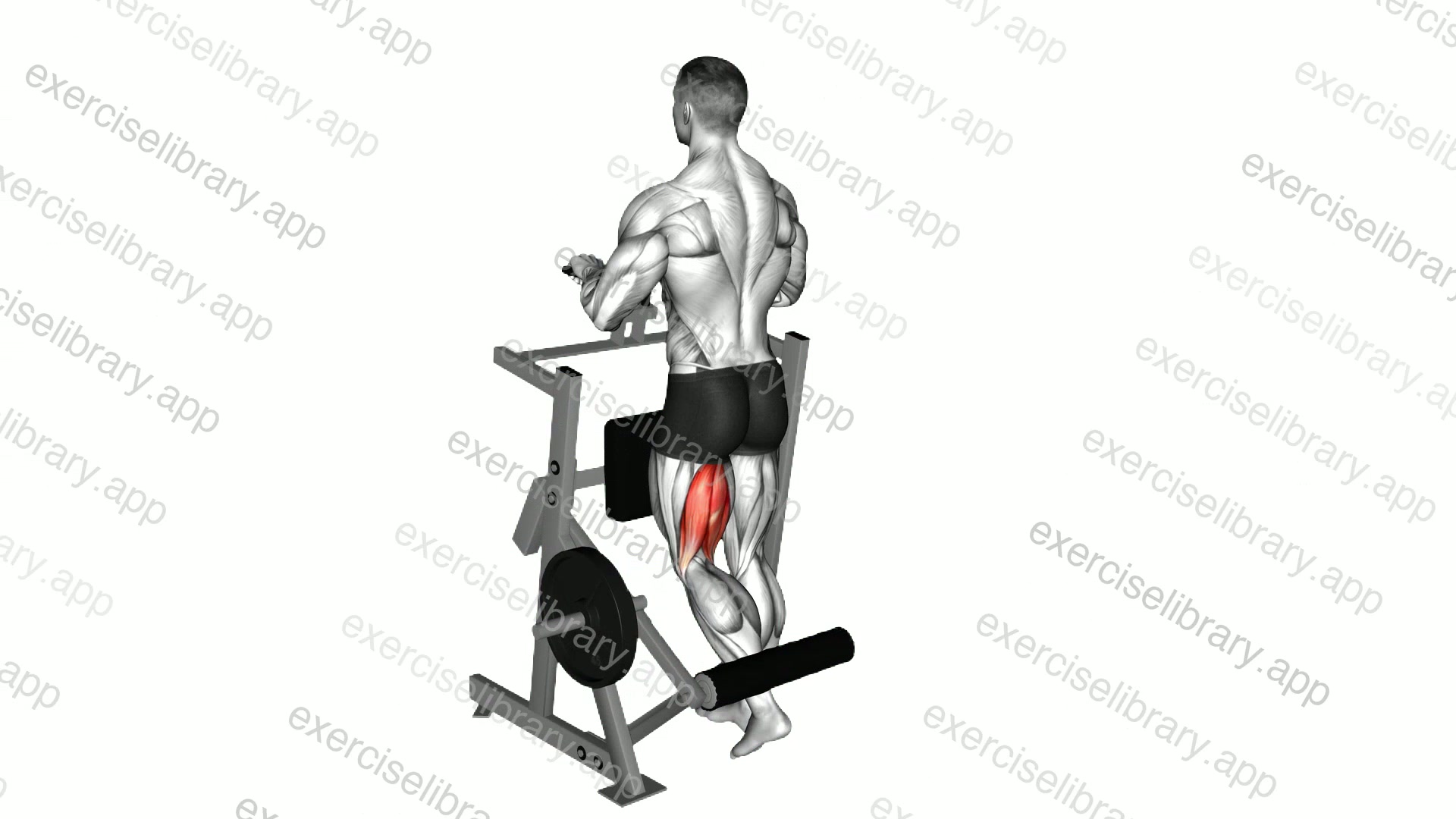 Lever Standing Single Leg Curl demonstration
