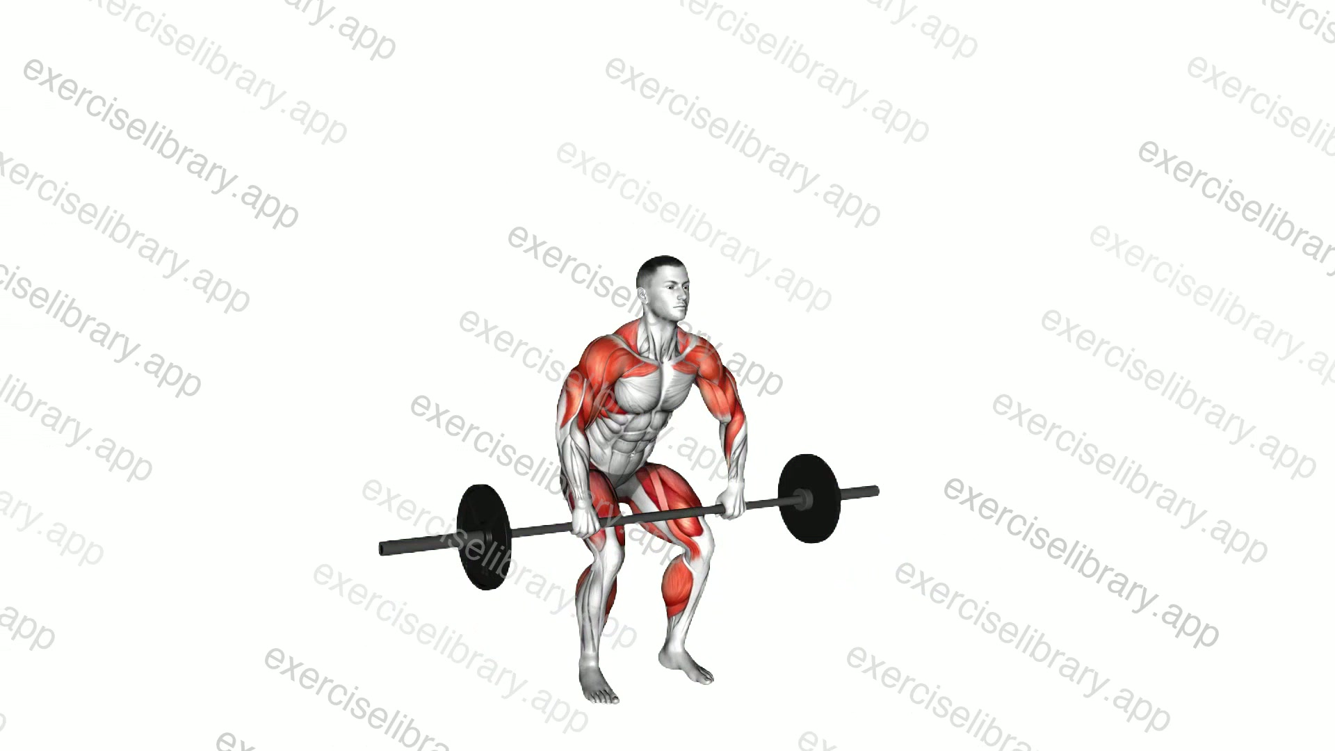 Barbell Clean and Jerk demonstration