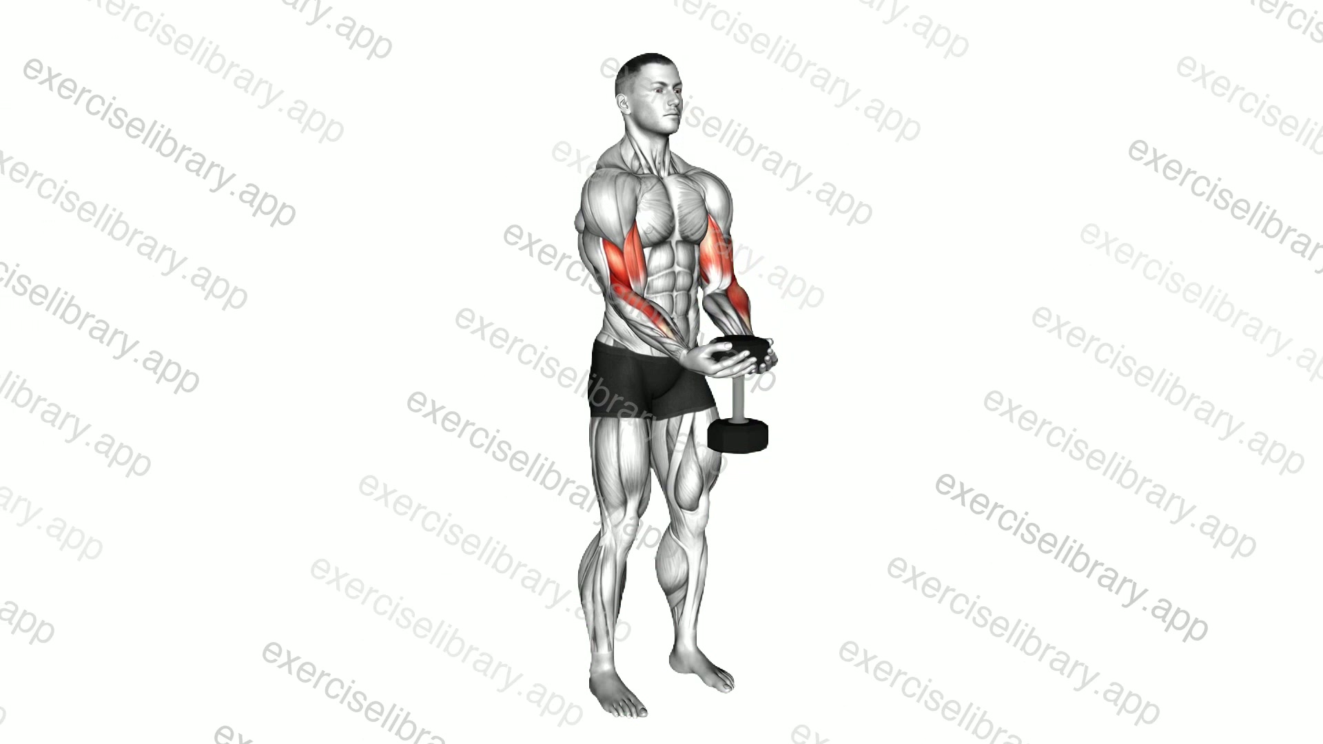 Dumbbell Waiter Biceps Curl demonstration