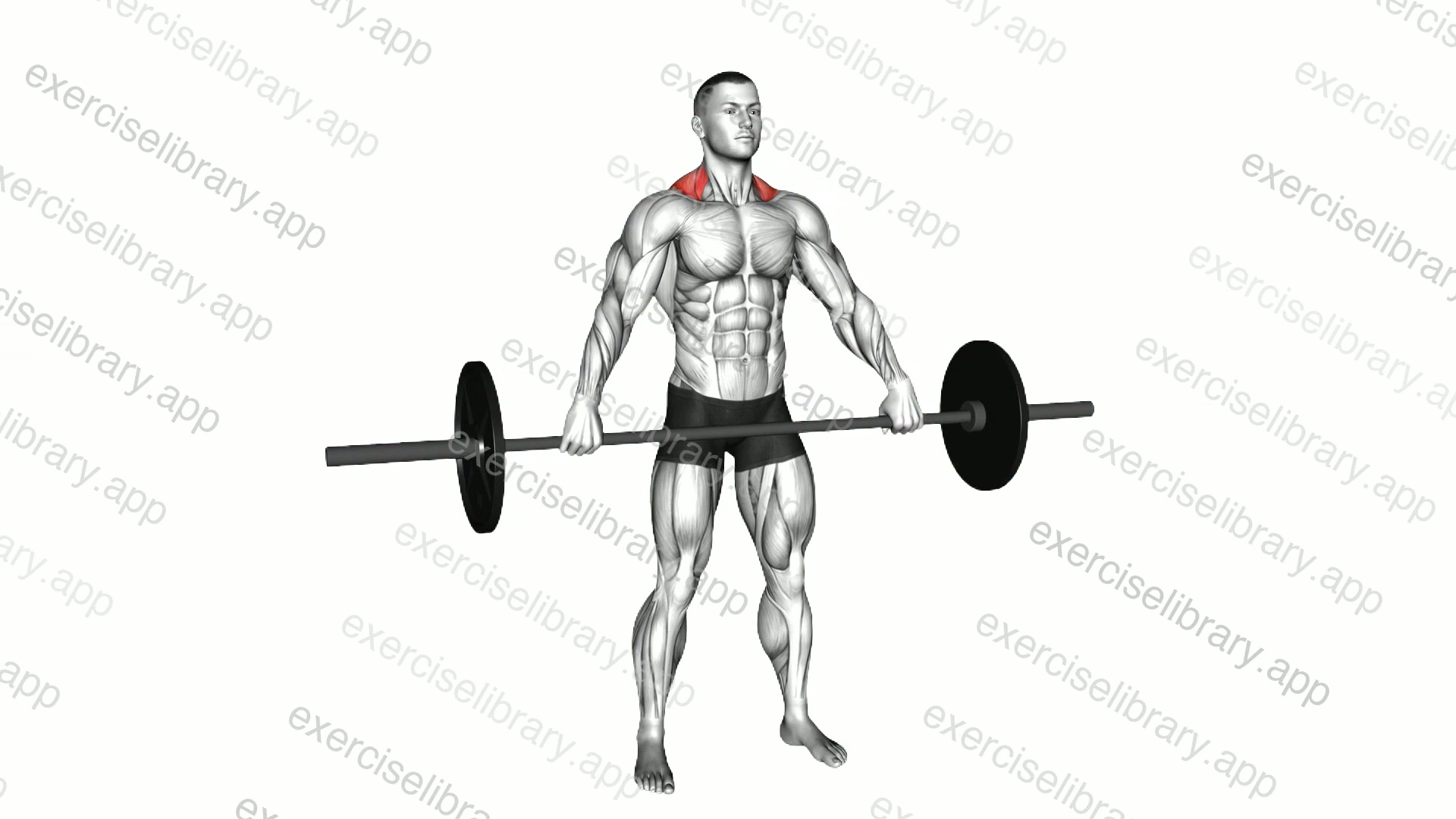 Barbell Wide Shrug demonstration