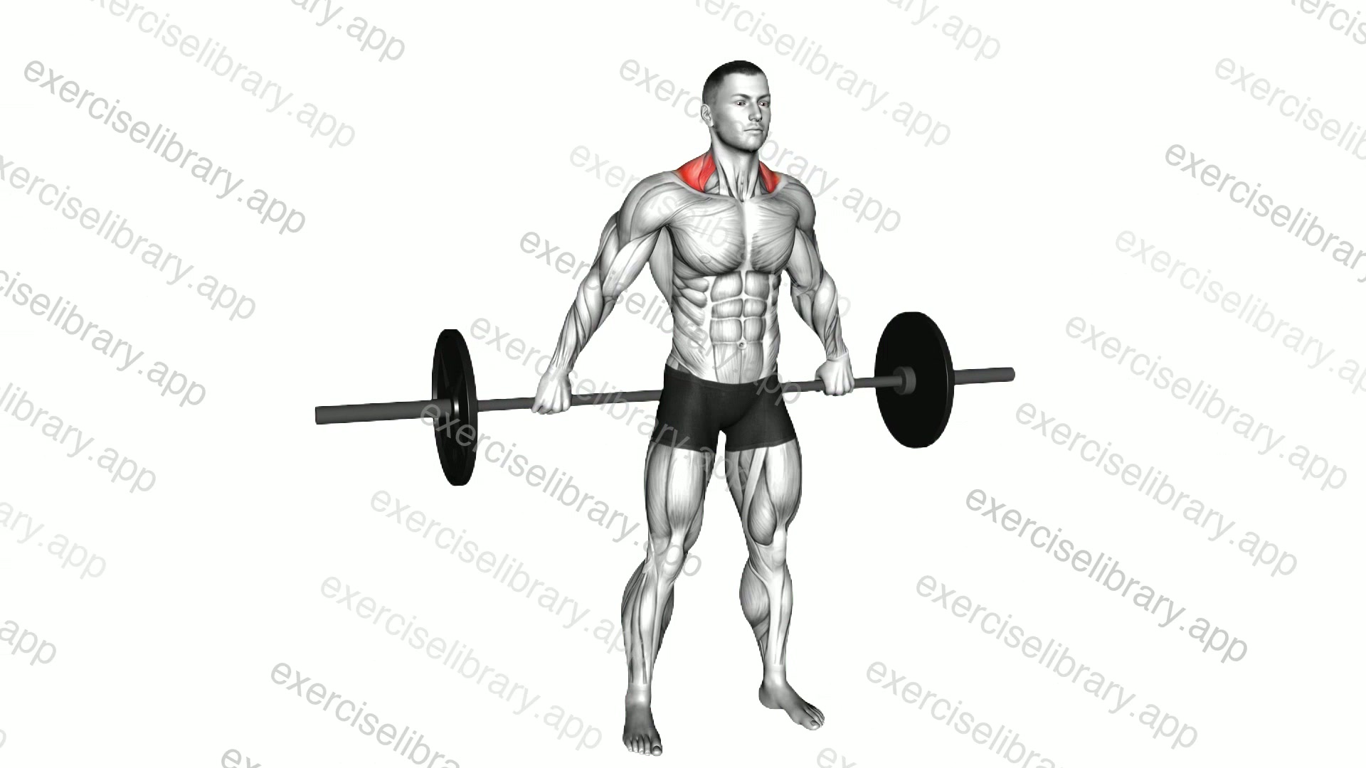 Barbell Back Wide Shrug demonstration