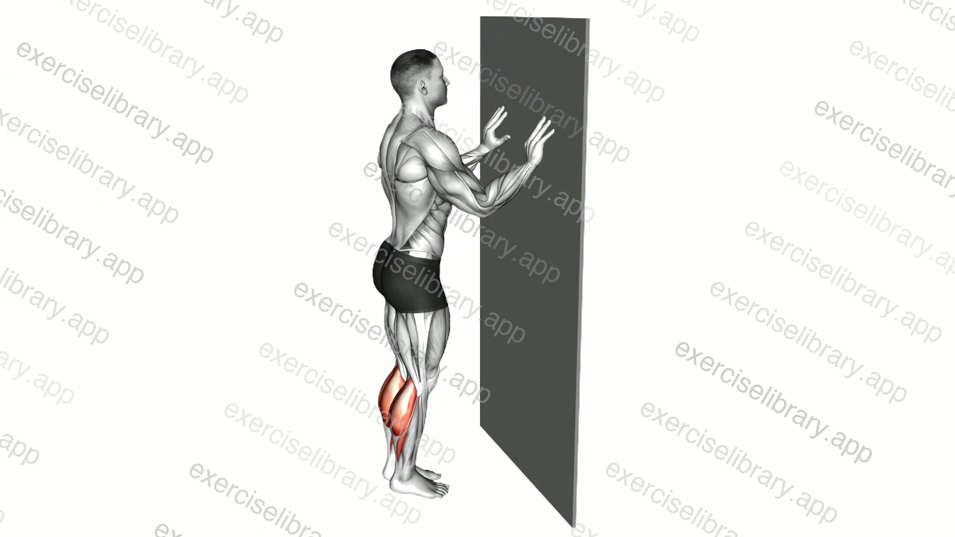 Calf Raise with Wall Support demonstration