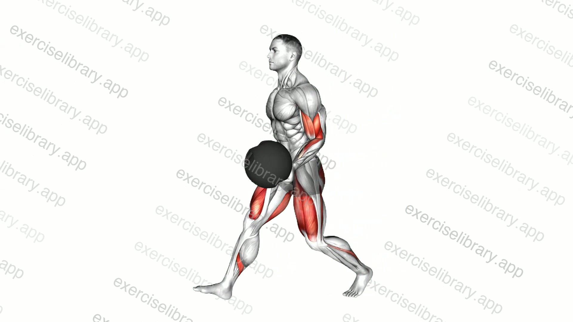 Medicine Ball Lunge with Biceps Curl demonstration