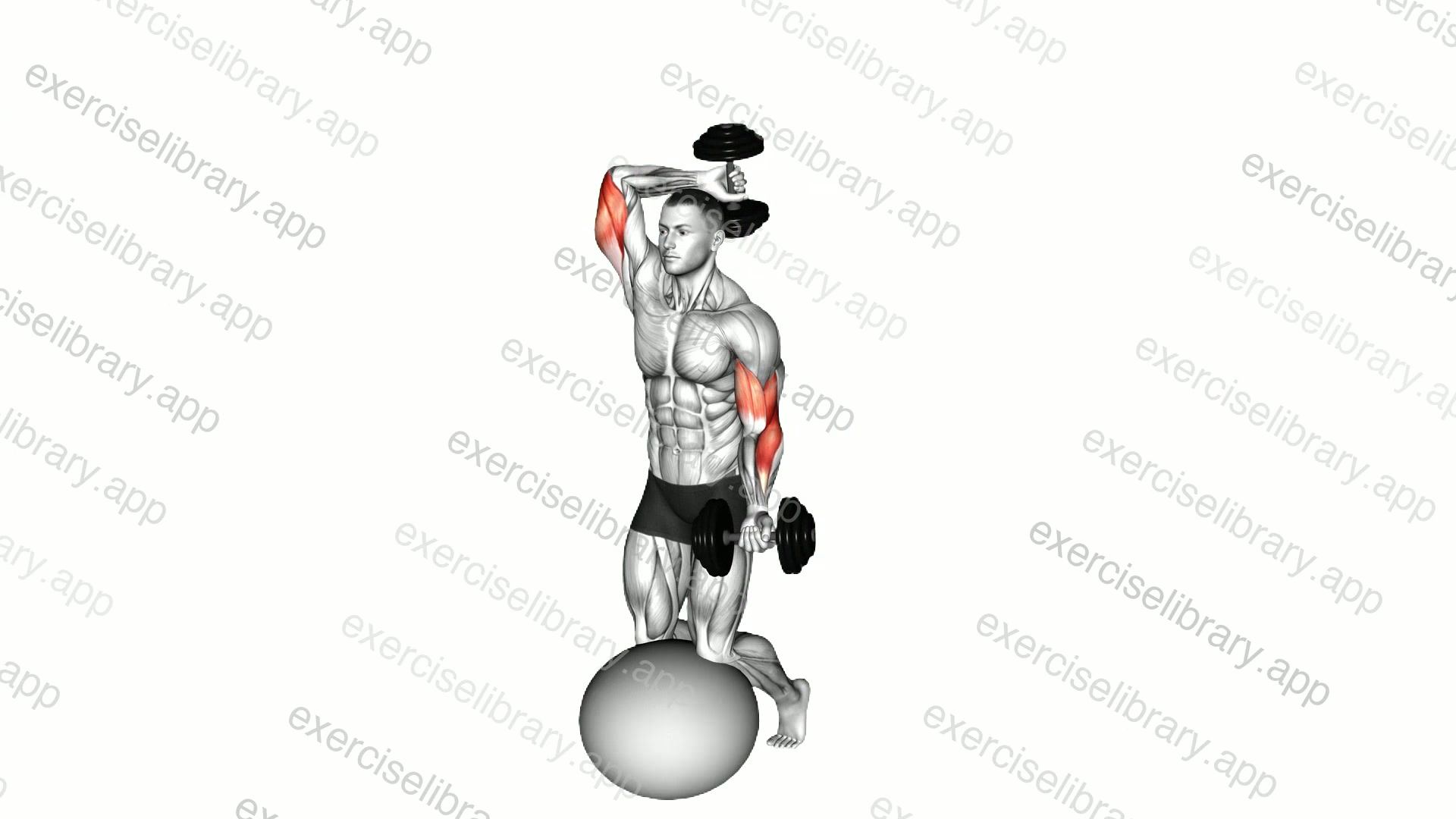 Dumbbell Biceps Curl with Overhead Extension on Stability Ball demonstration