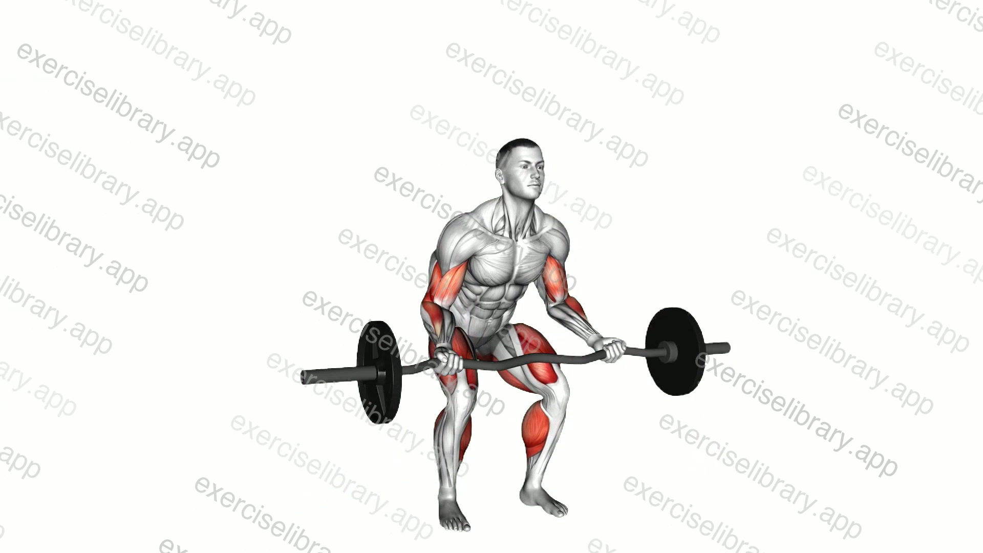 EZ Barbell Deadlift with Biceps Curl demonstration