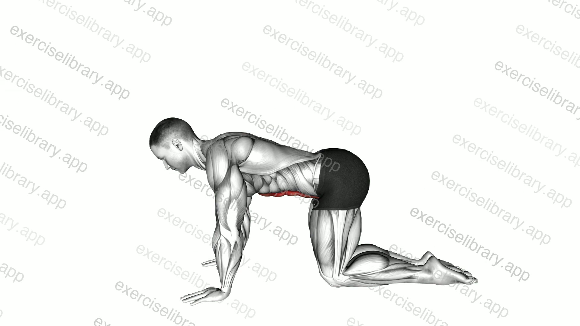 Kneeling Abdominal Draw In demonstration