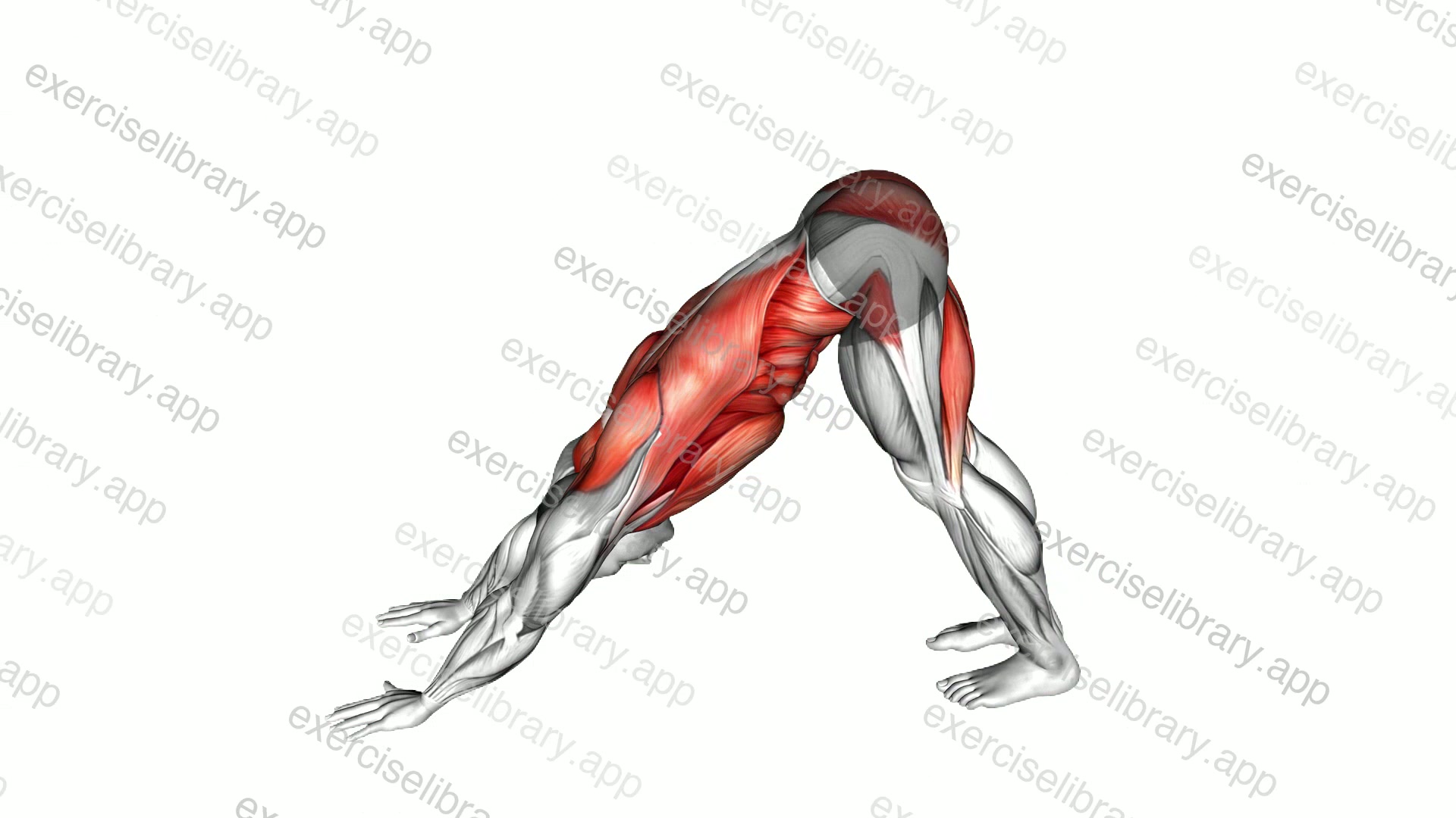 Alternating Leg Downward Dog demonstration