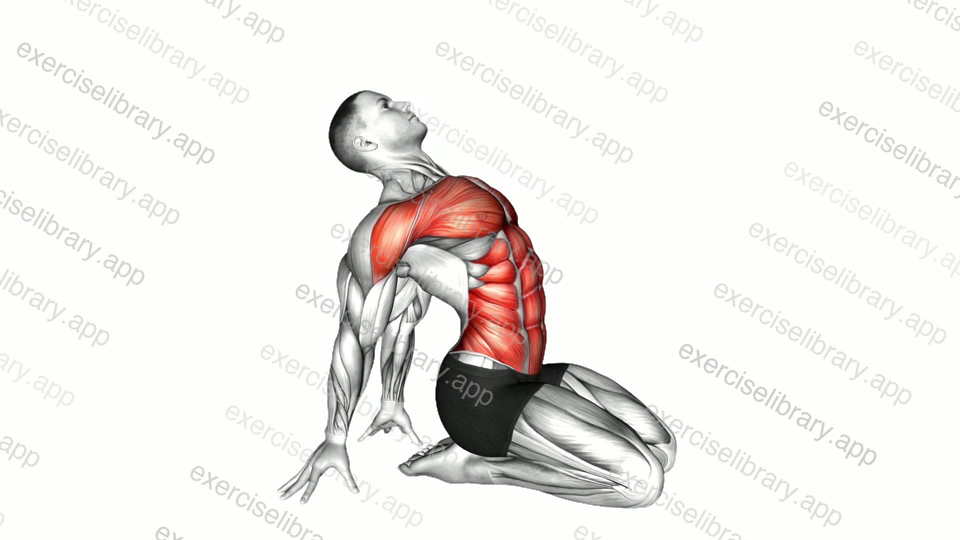 Seated Leaning Back Stretch demonstration