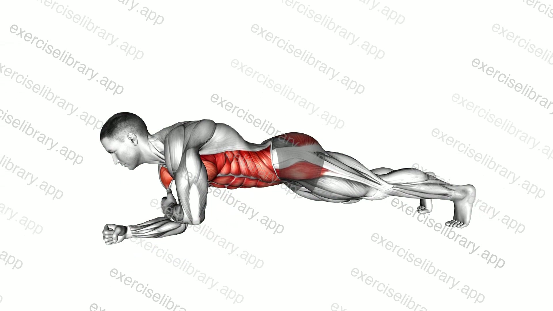 Plank Shoulder Tap demonstration