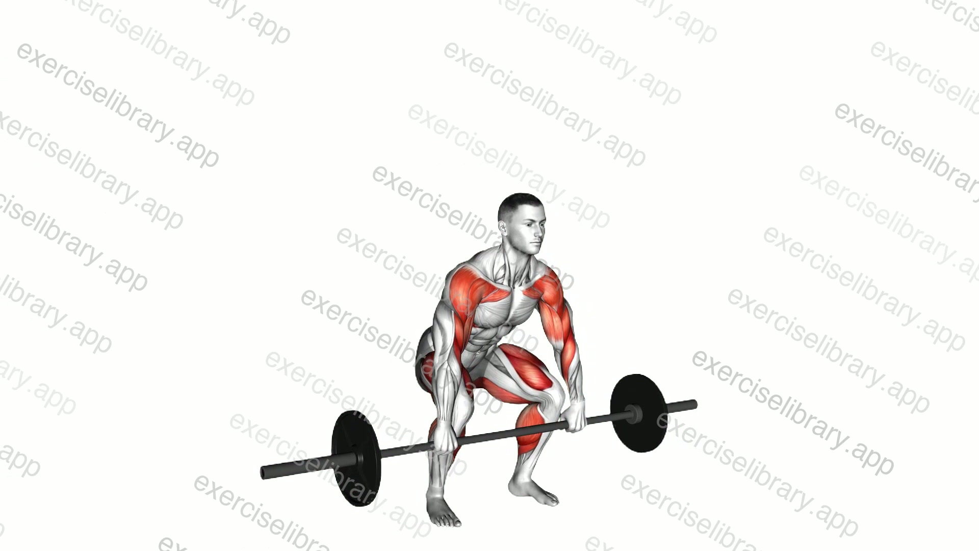 Barbell Full Clean demonstration