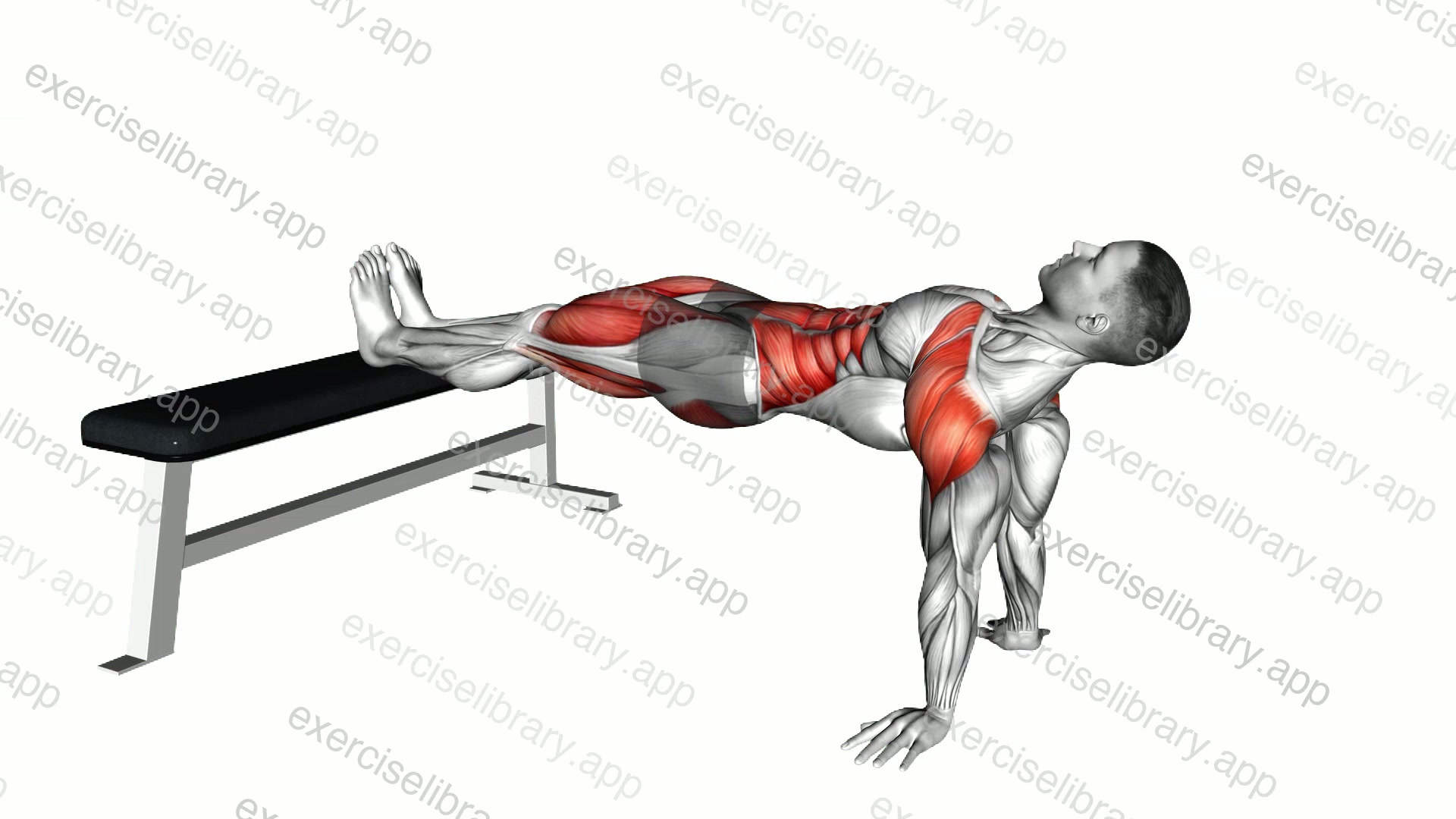 Bench Dip Hold demonstration