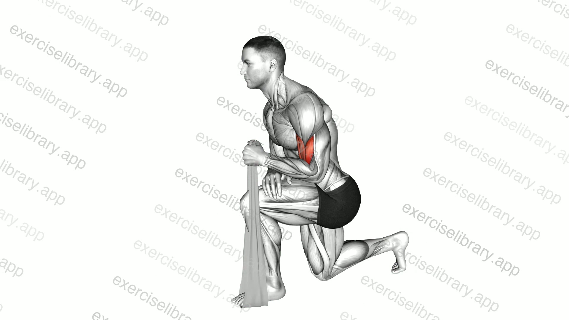 Biceps Squeeze with Towel demonstration