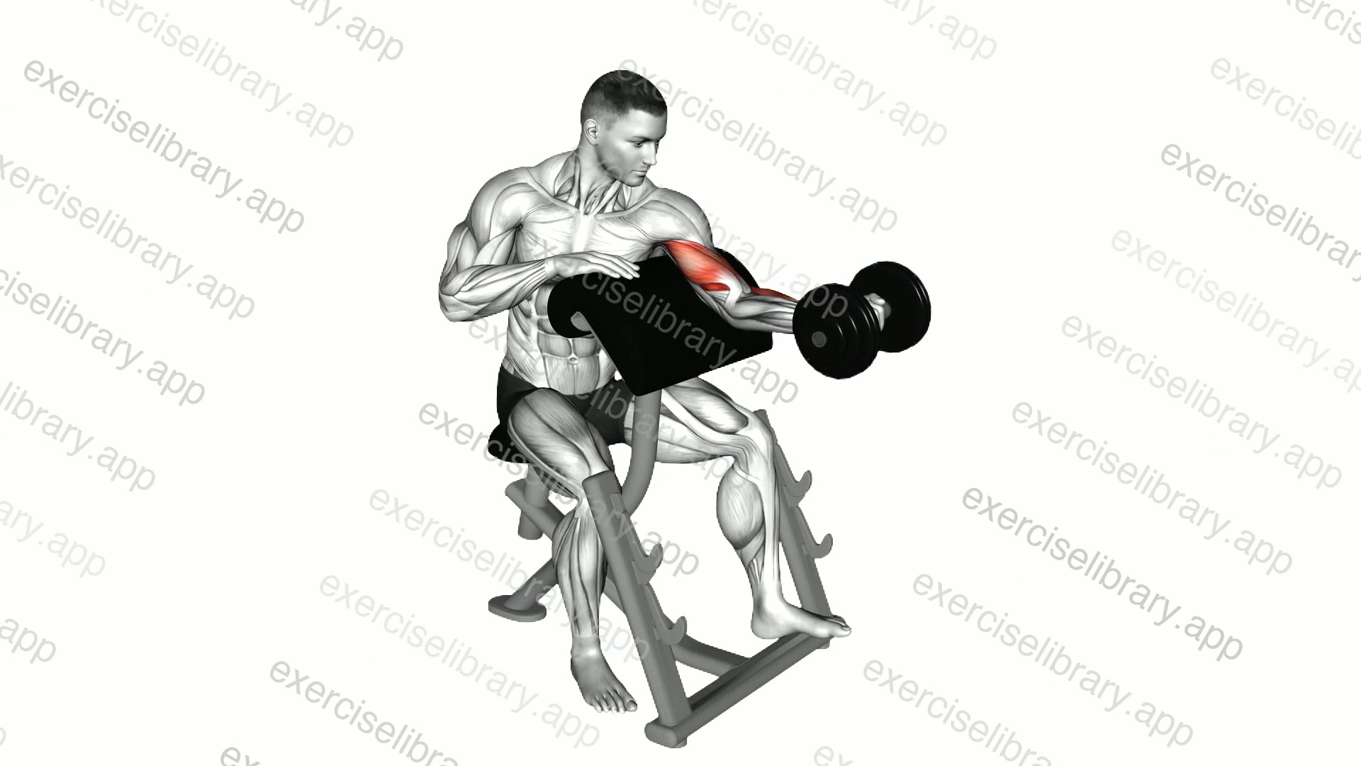 Dumbbell Preacher Curl demonstration