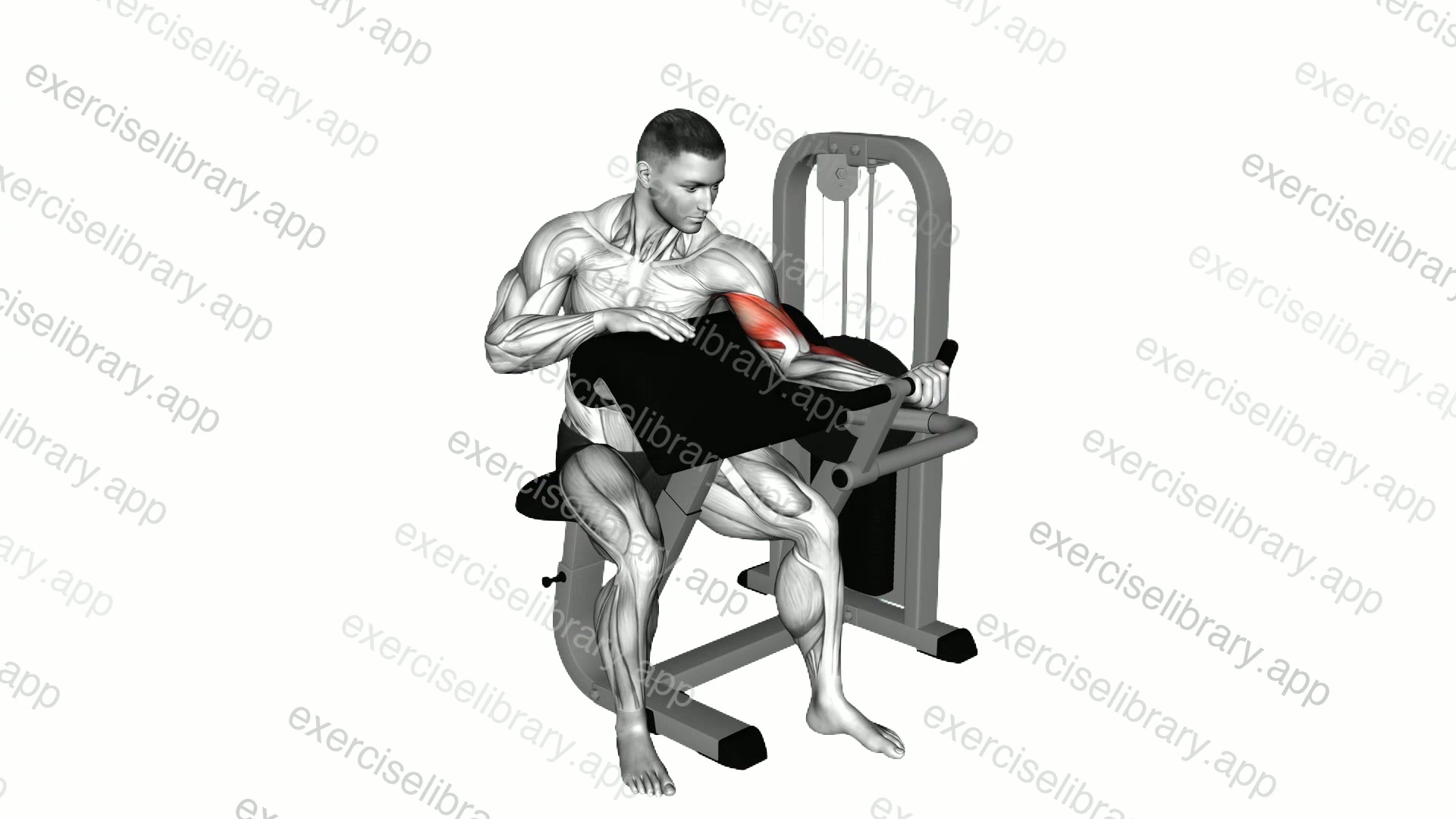 Lever Preacher Curl demonstration