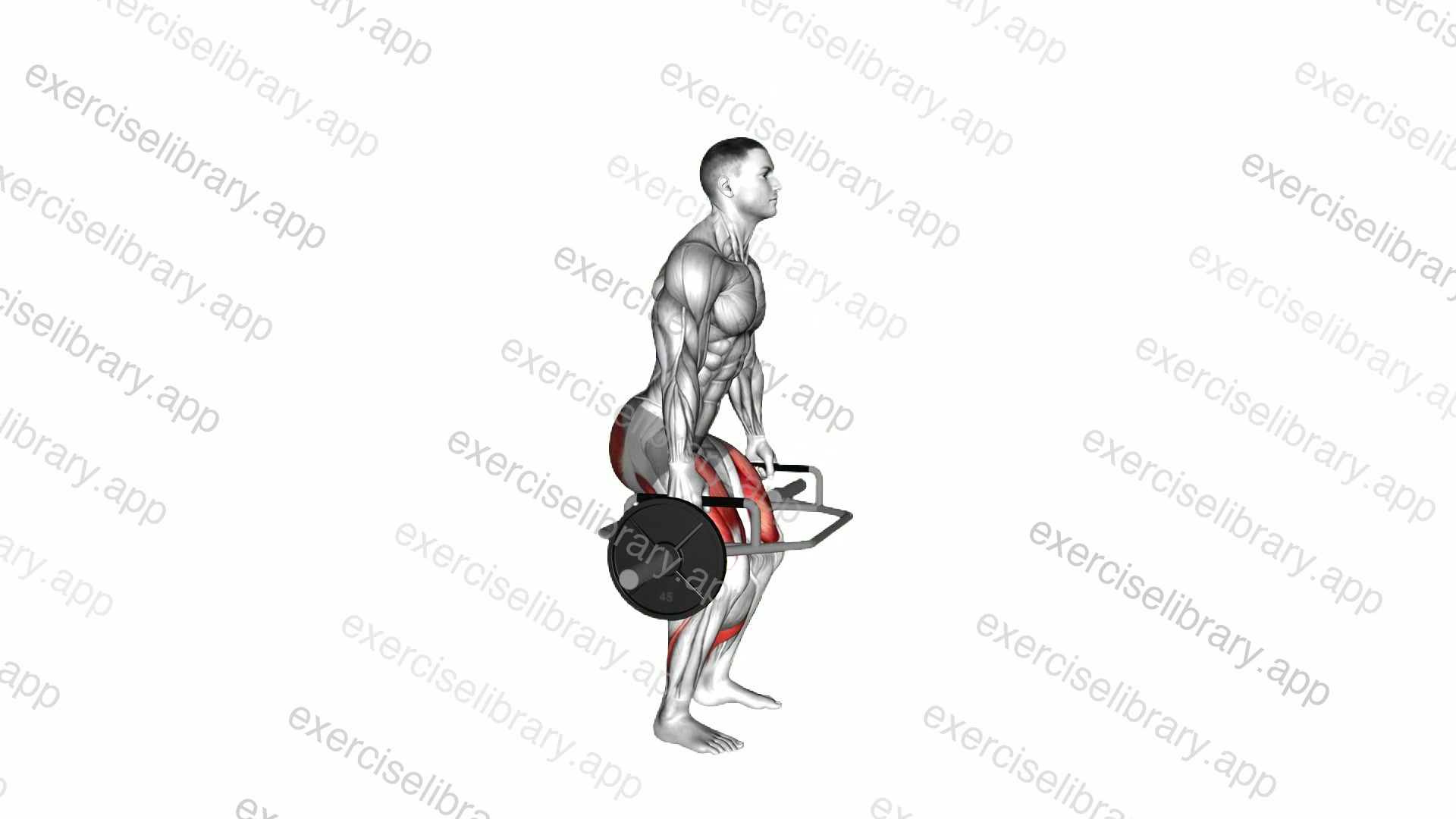 Trap Bar Squat demonstration