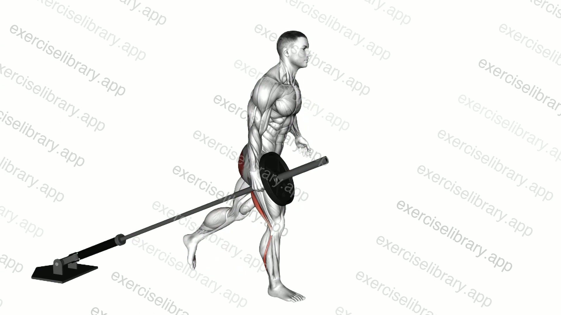 Landmine One Leg Stiff Leg Deadlift demonstration
