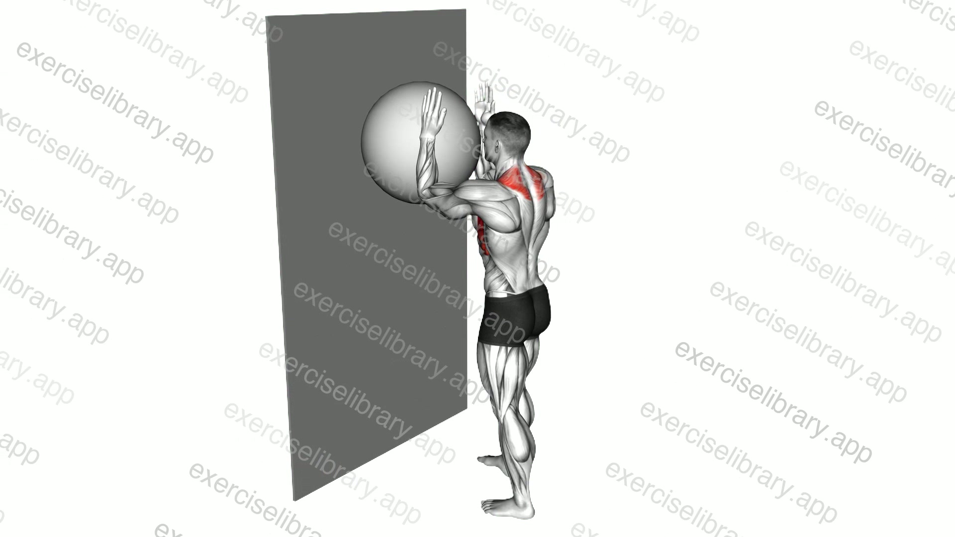 Exercise Ball Serratus Wall Slide demonstration